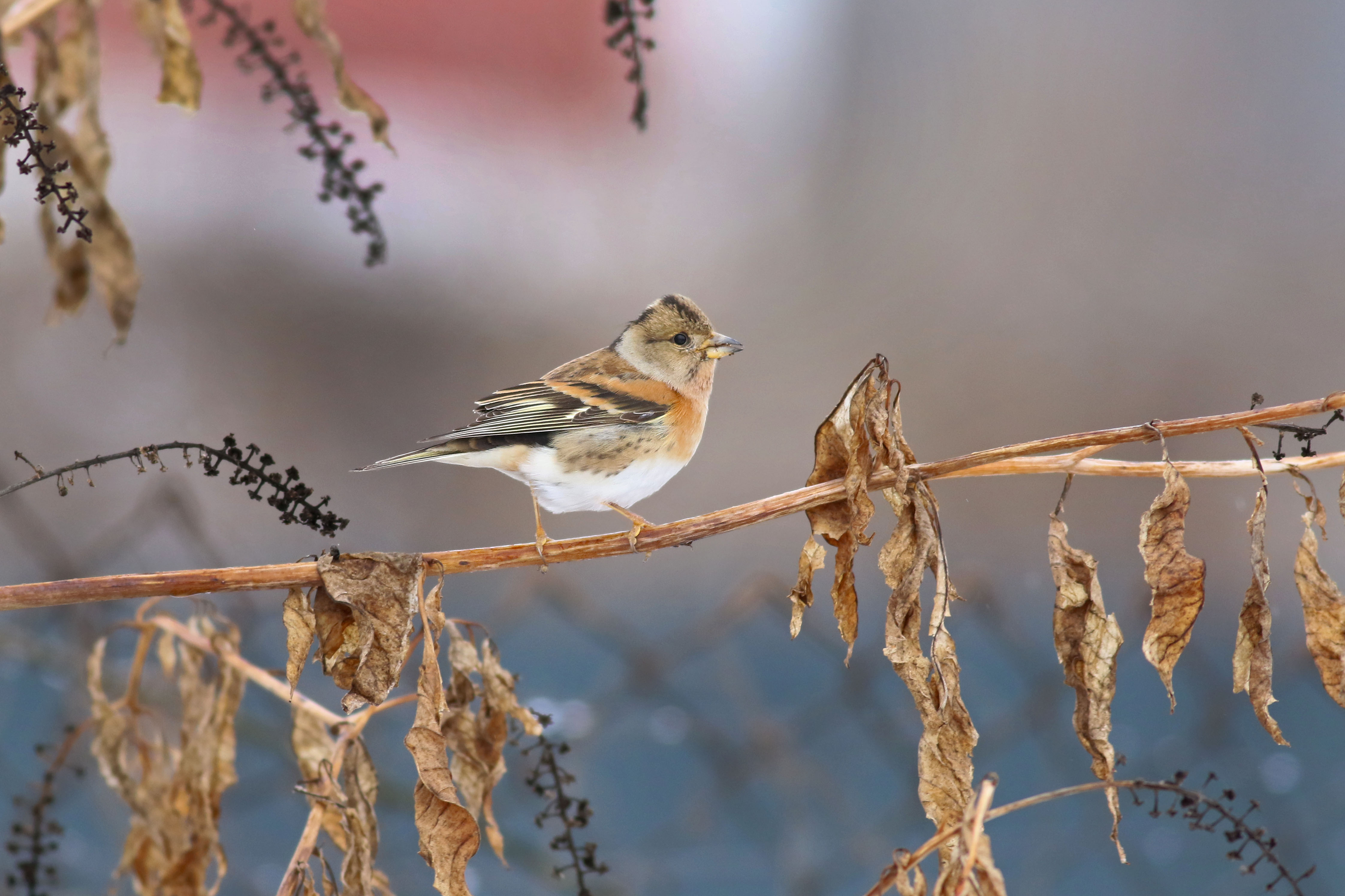 Brambling