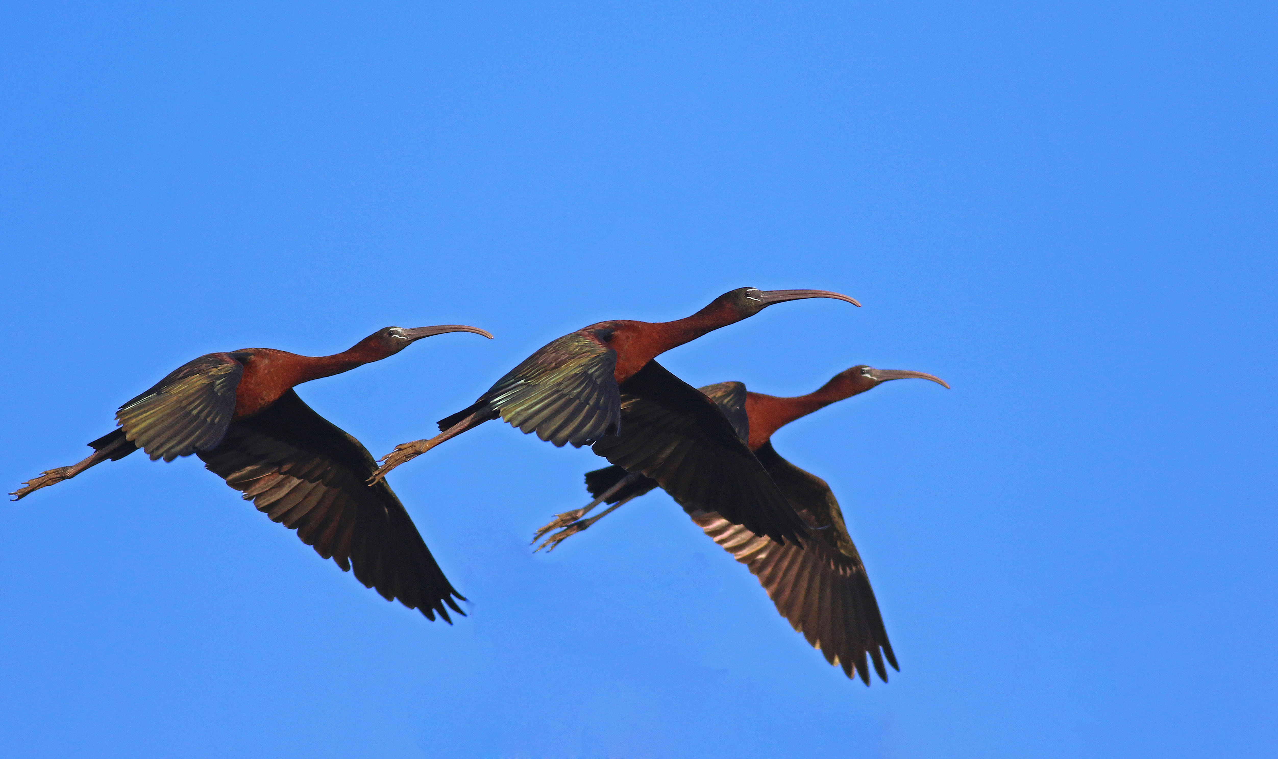 Glossy Ibis