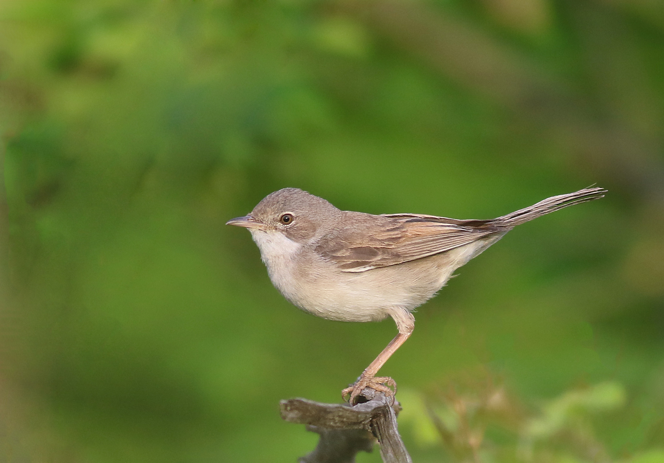 Greater Whitethroat — Ana fotoğraf
