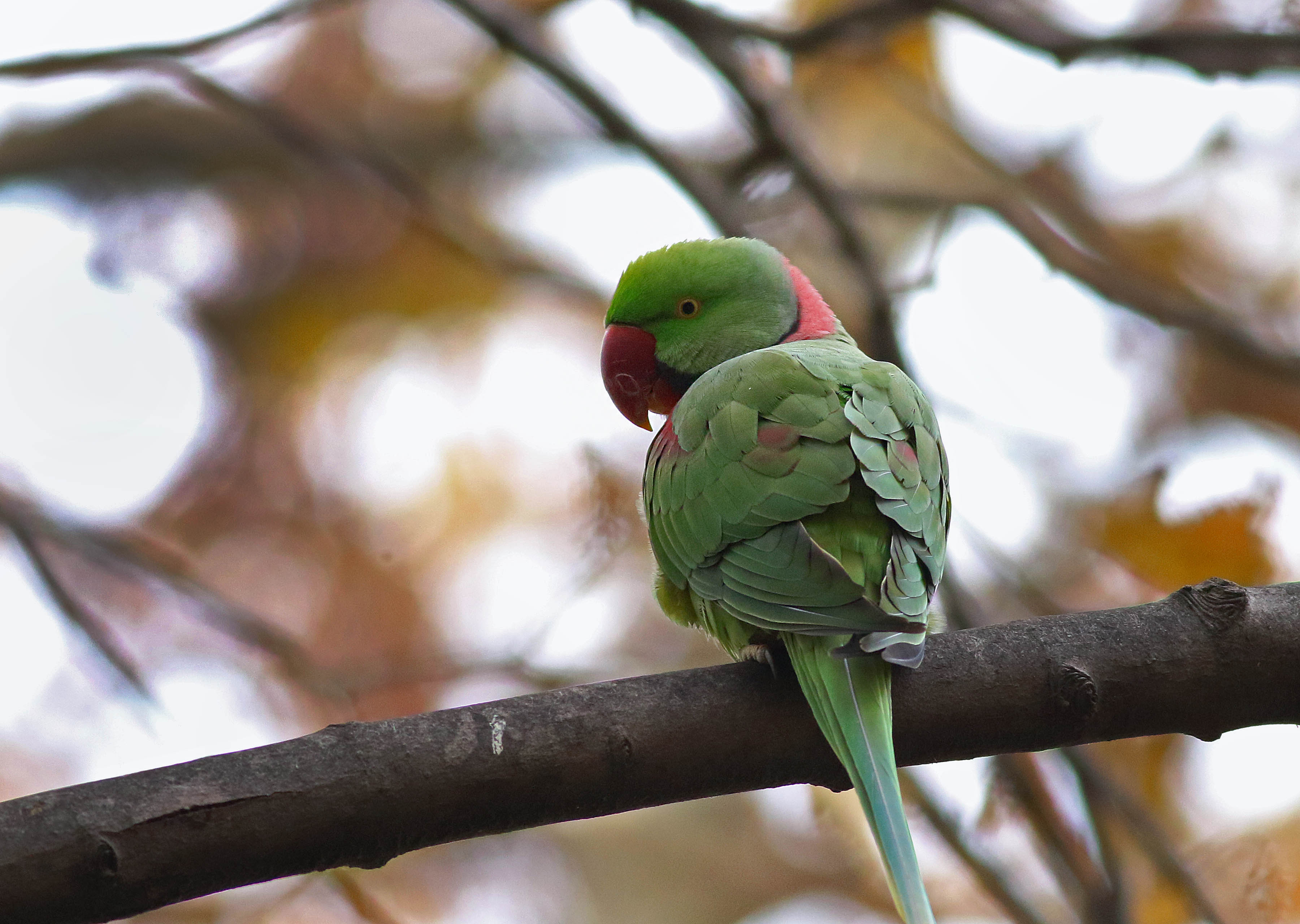 Alexandrine Parakeet