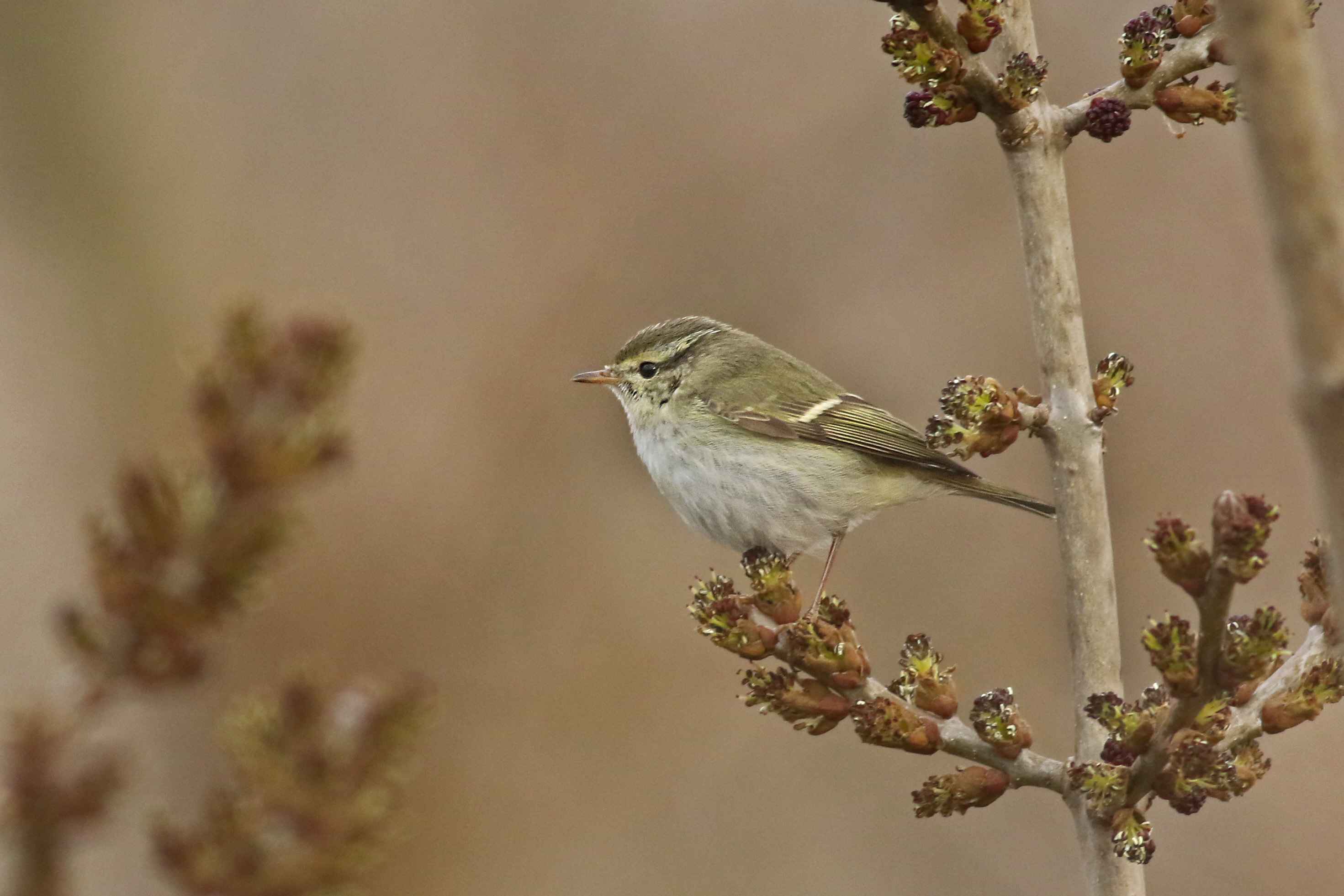 Yellow-browed Warbler