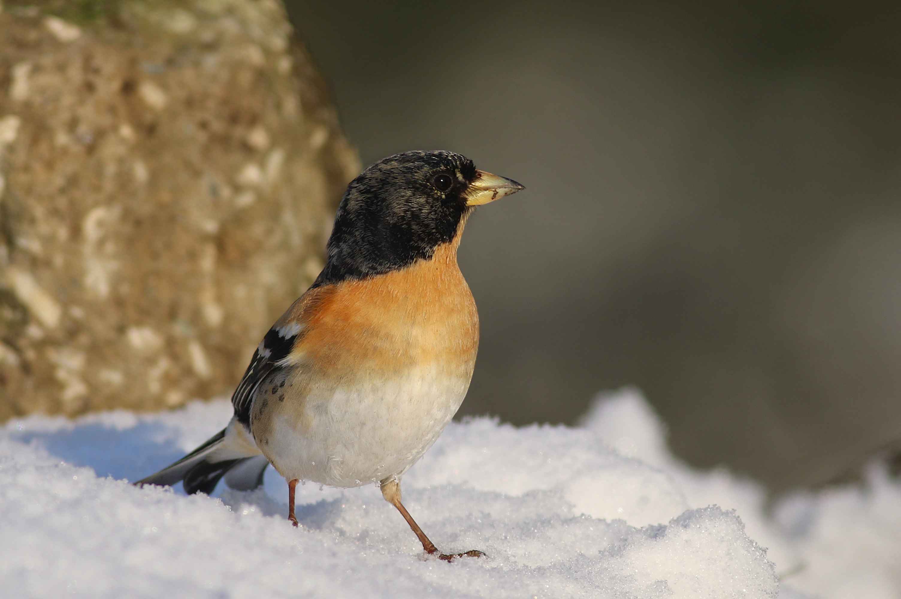 Brambling