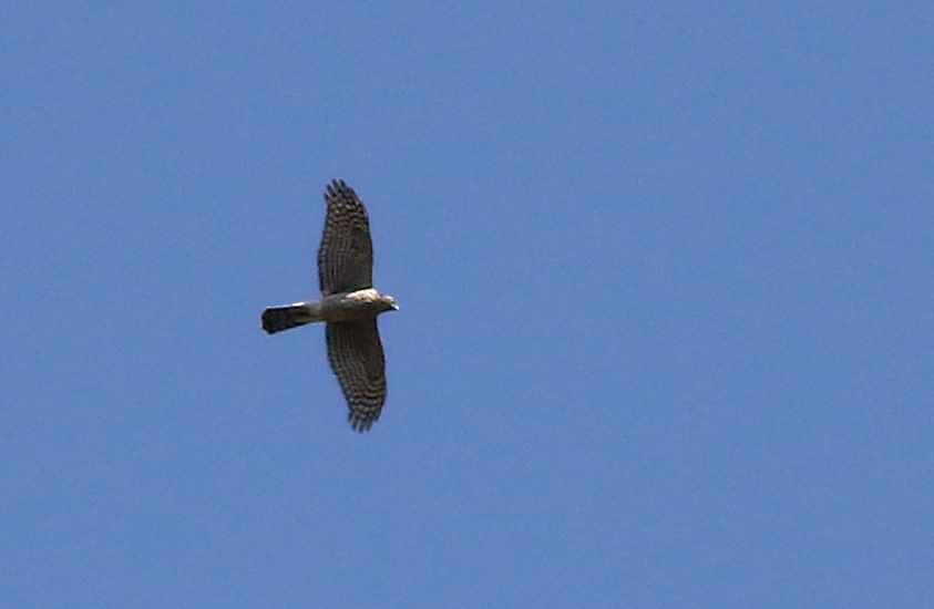 Northern Goshawk