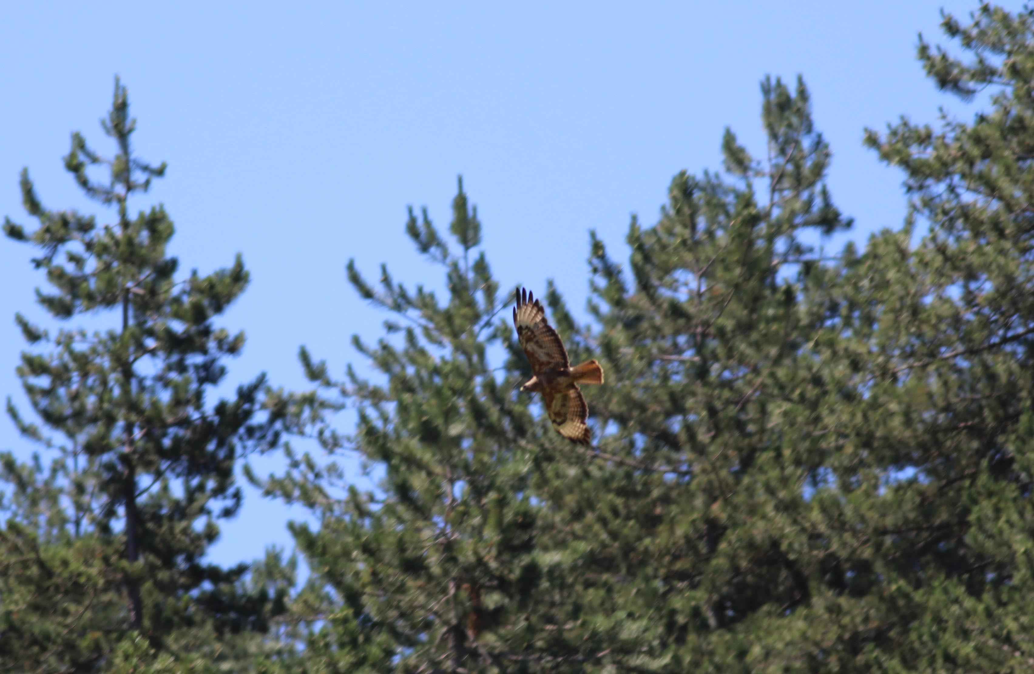 Long-legged Buzzard