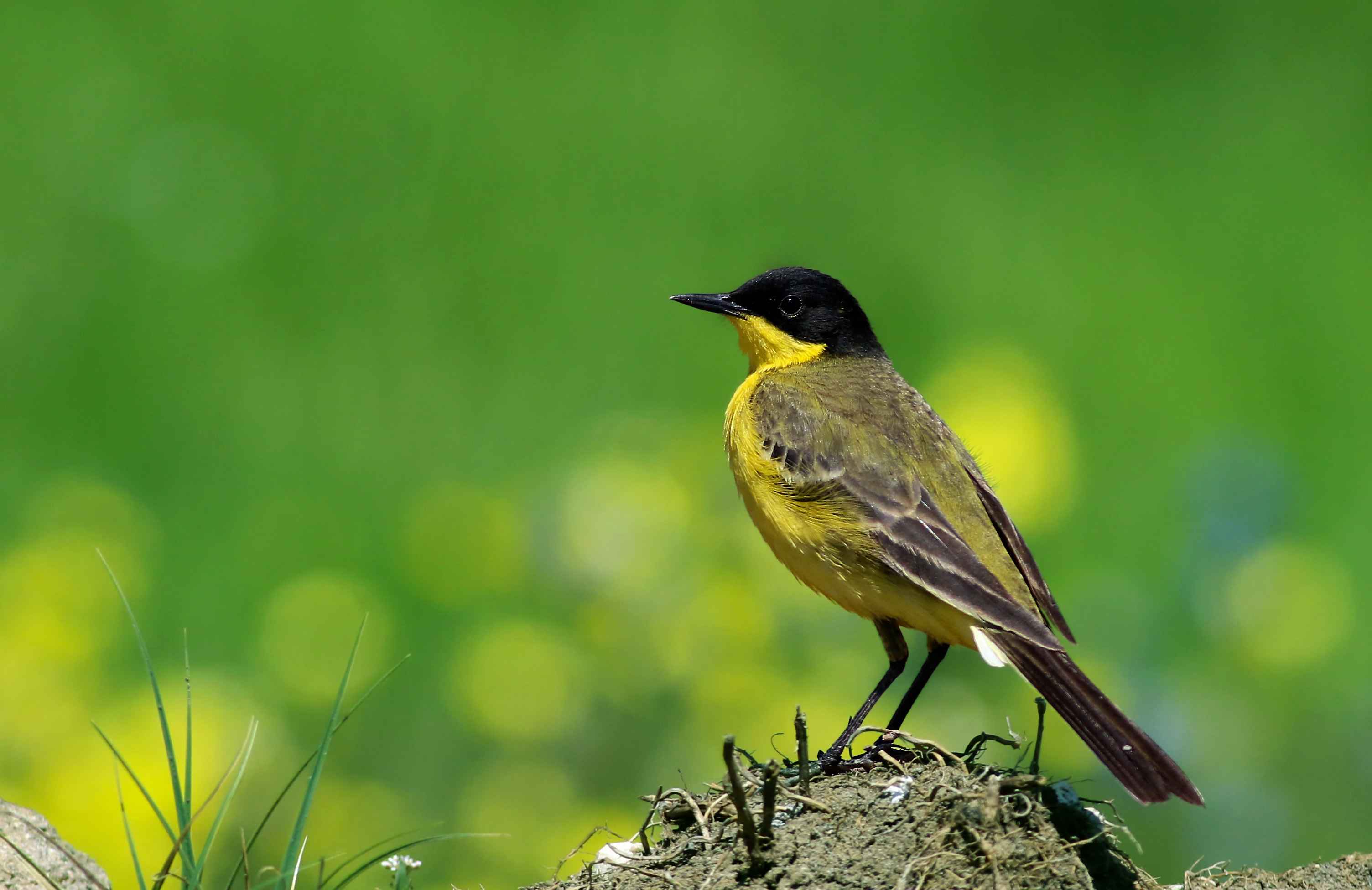 Western Yellow Wagtail