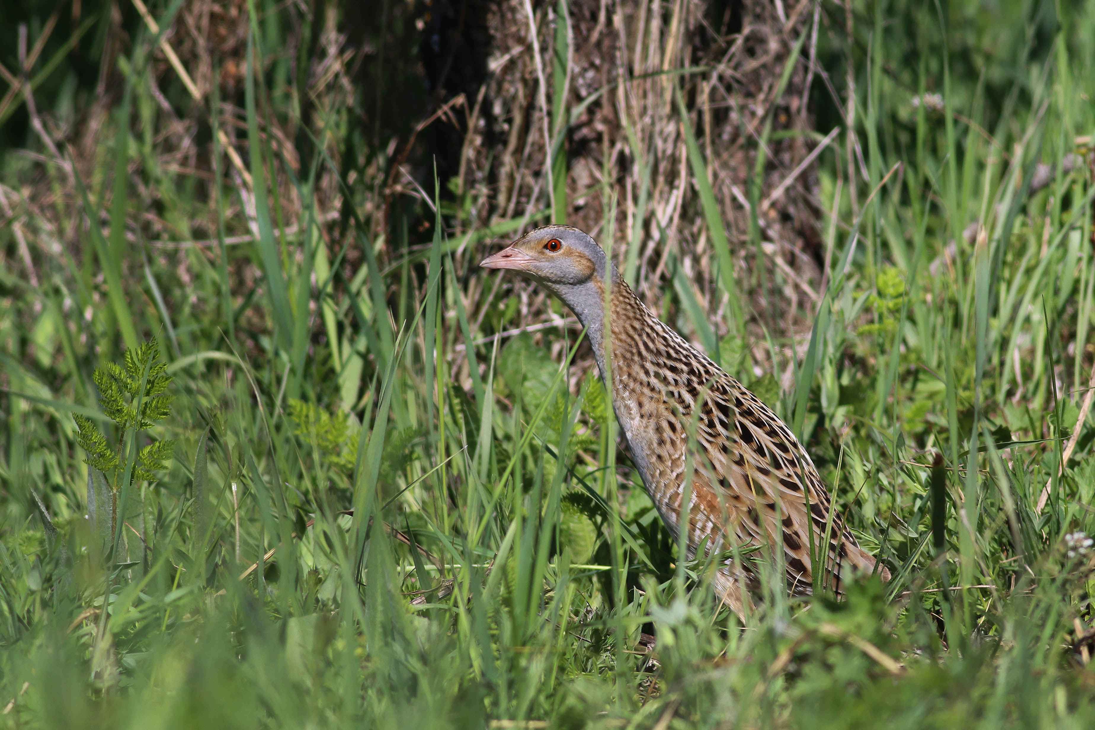 Corn Crake