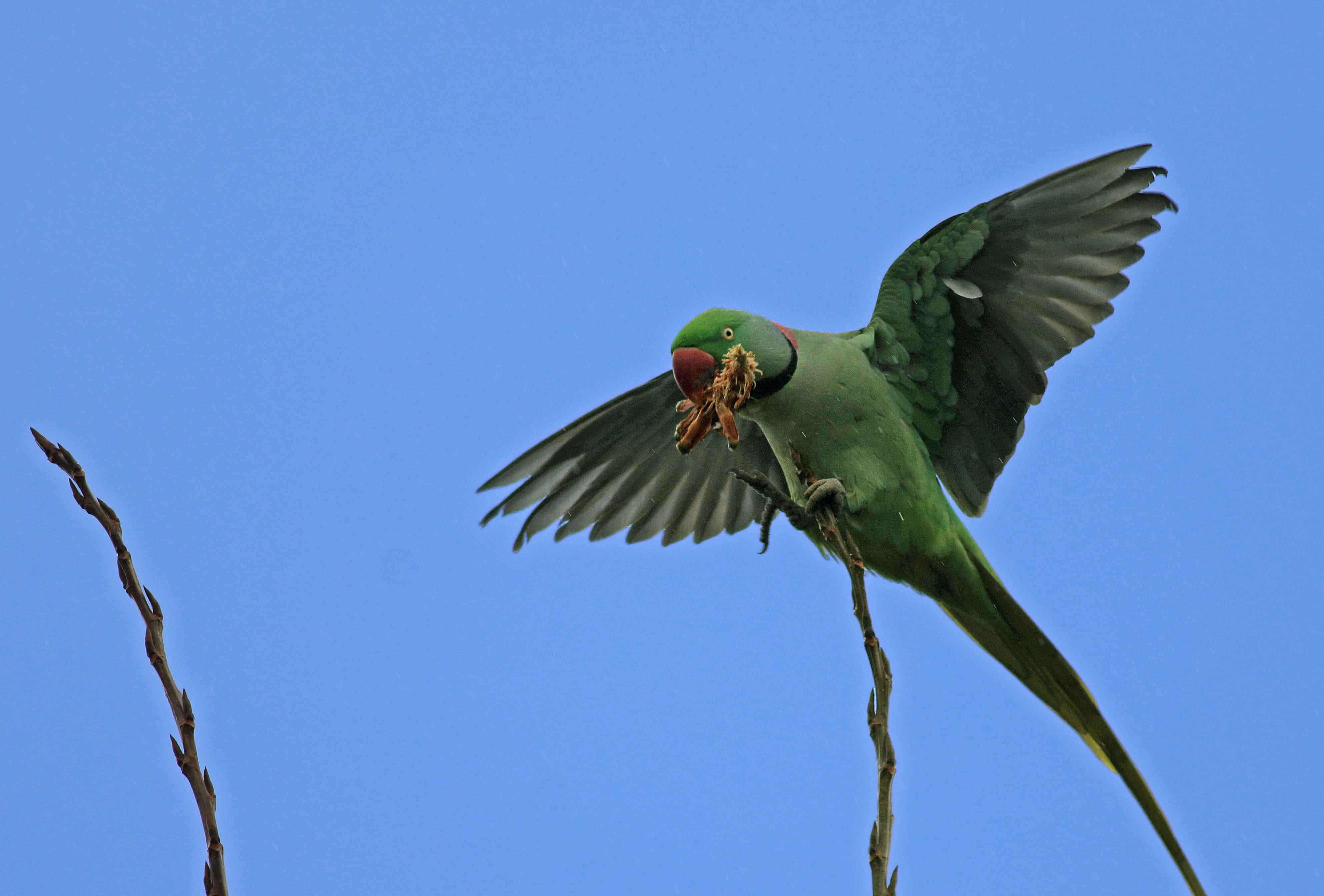 Alexandrine Parakeet