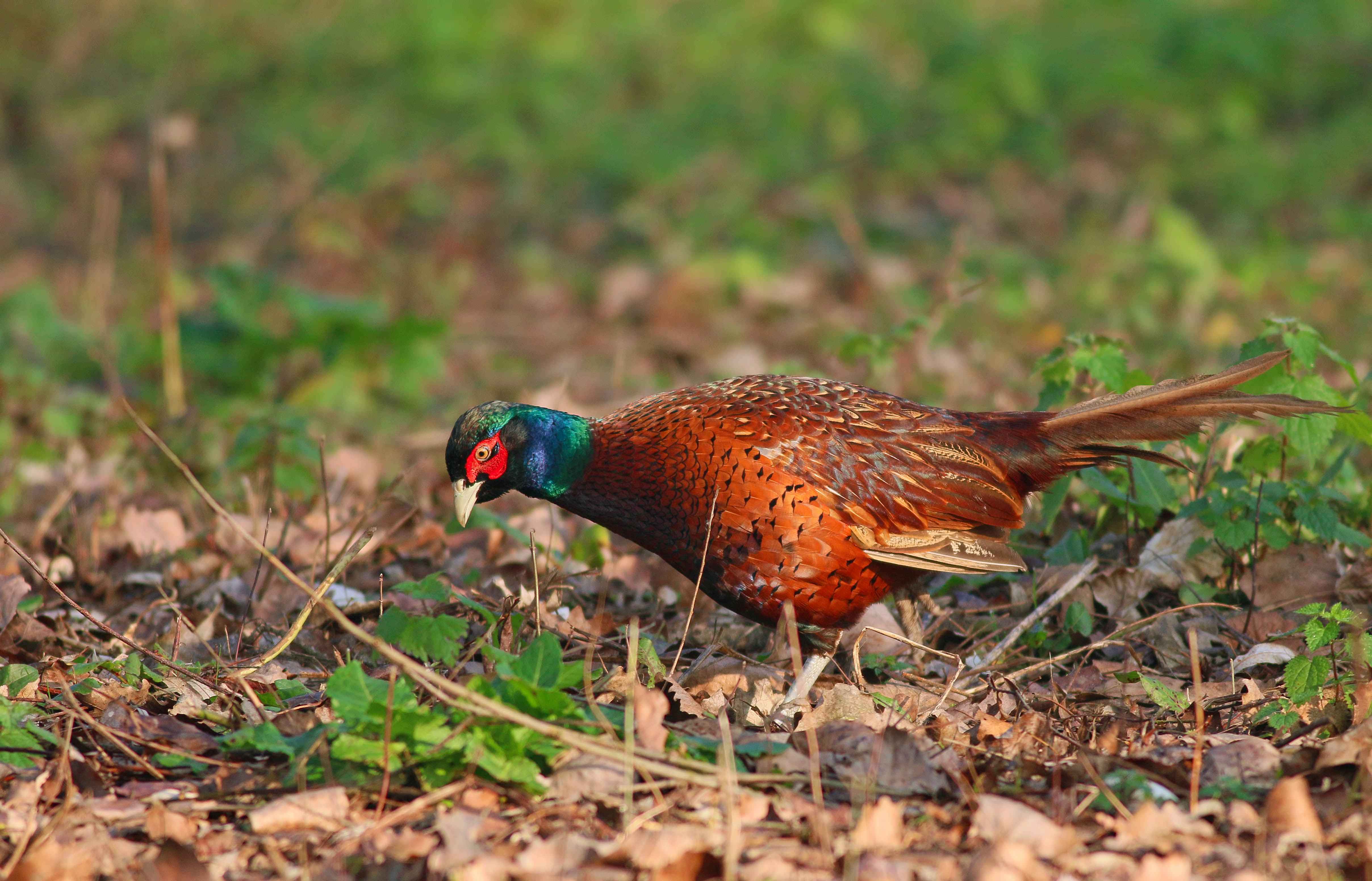 Ring-necked Pheasant