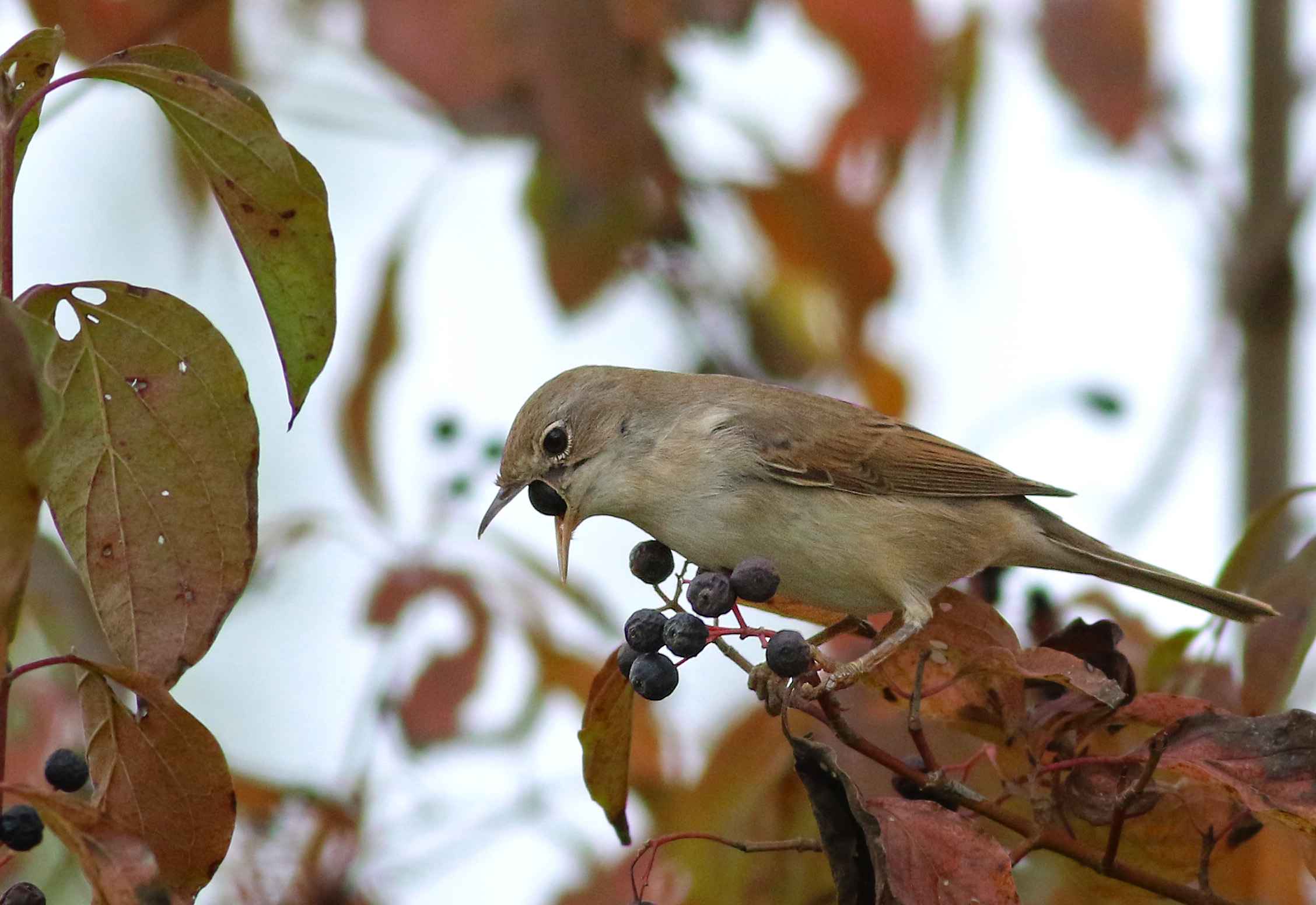 Greater Whitethroat