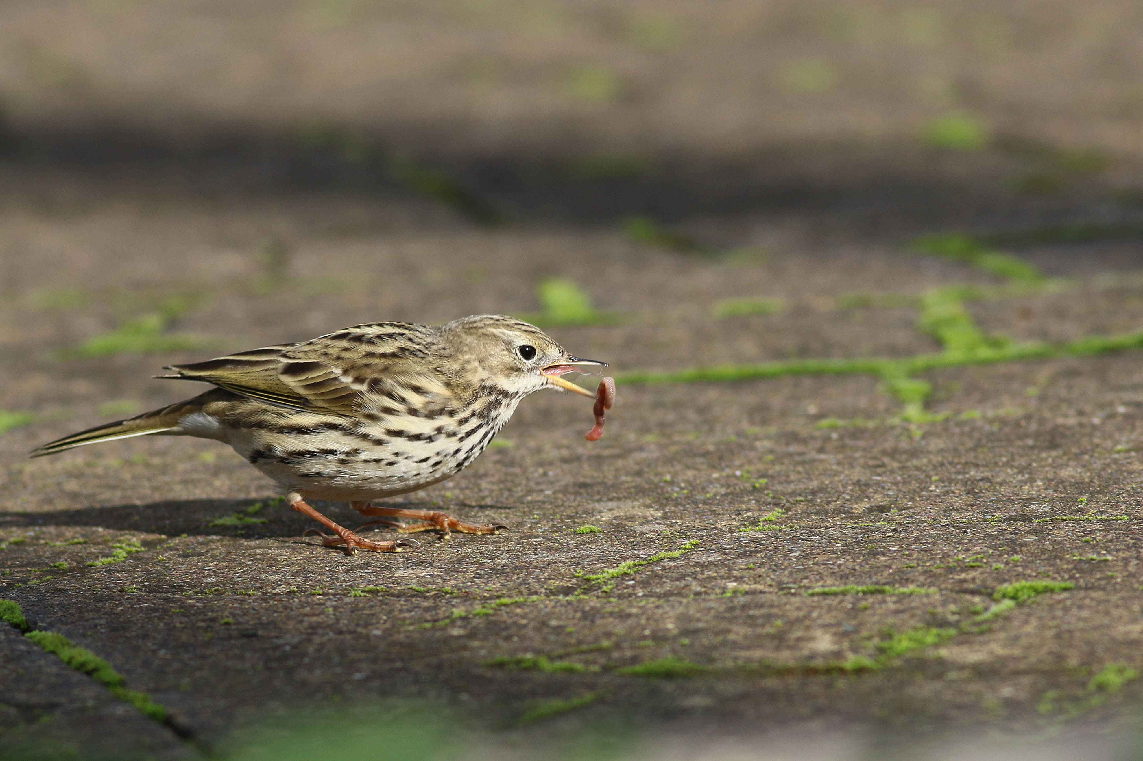 Meadow Pipit