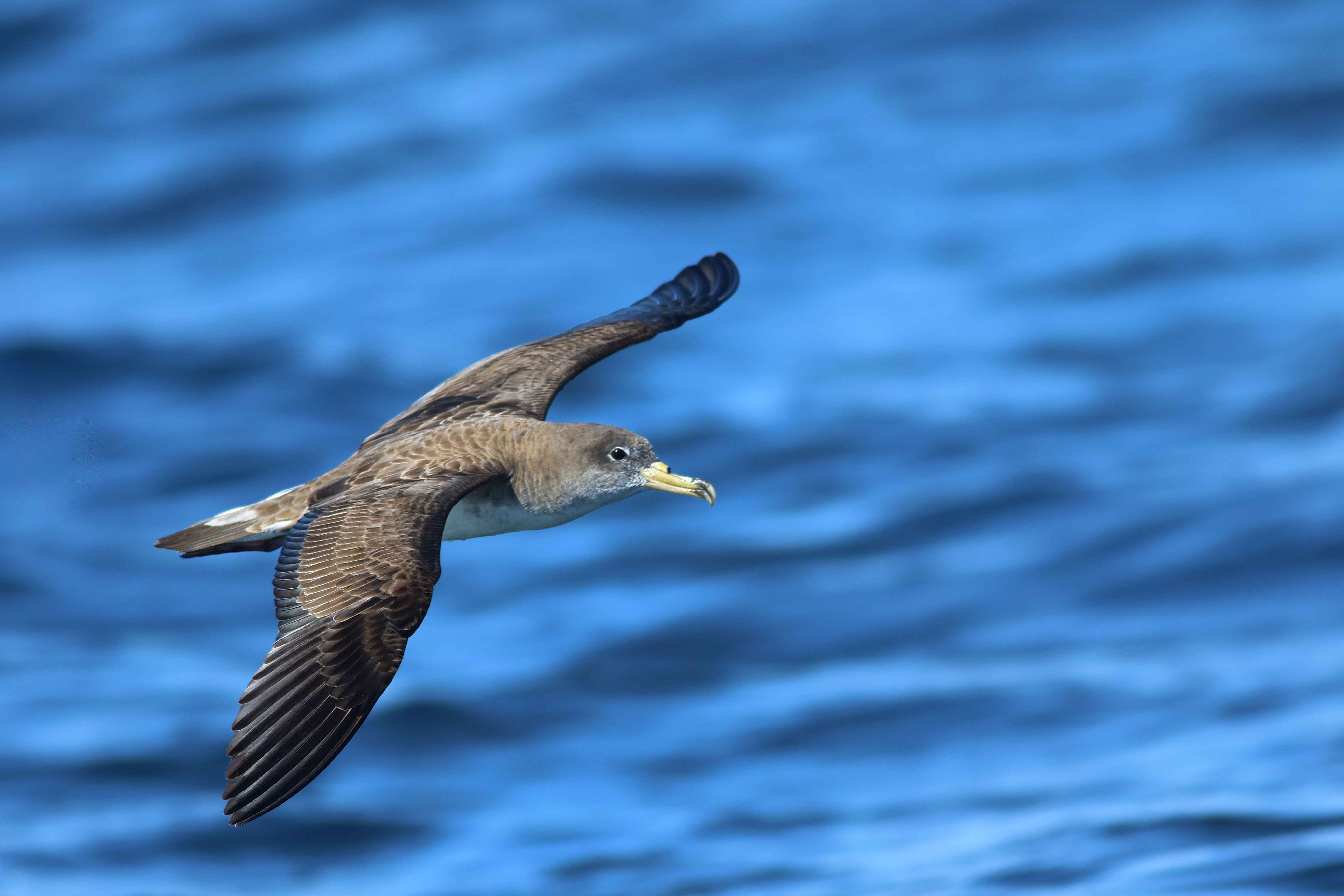 Cory's Shearwater