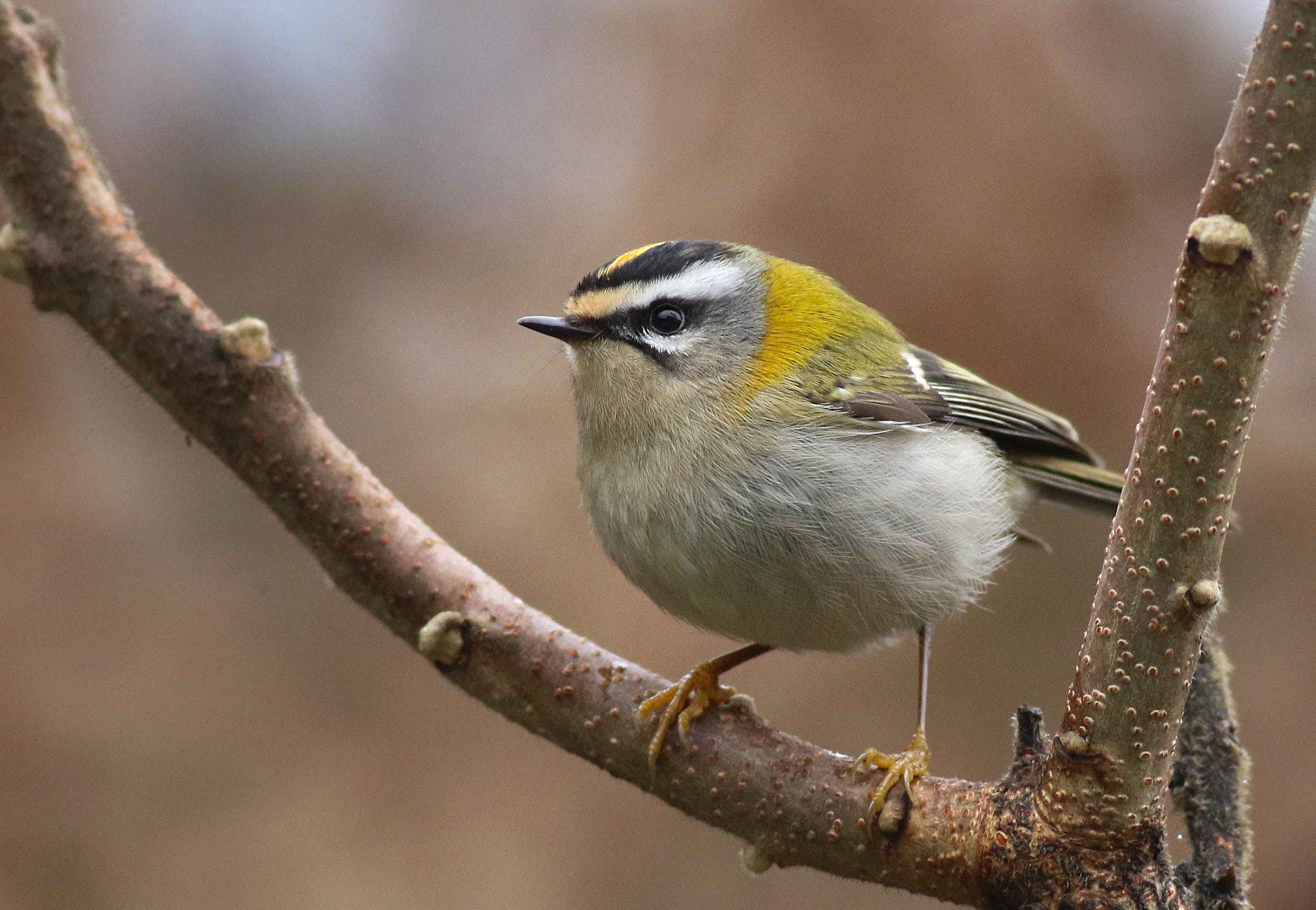 Common Firecrest