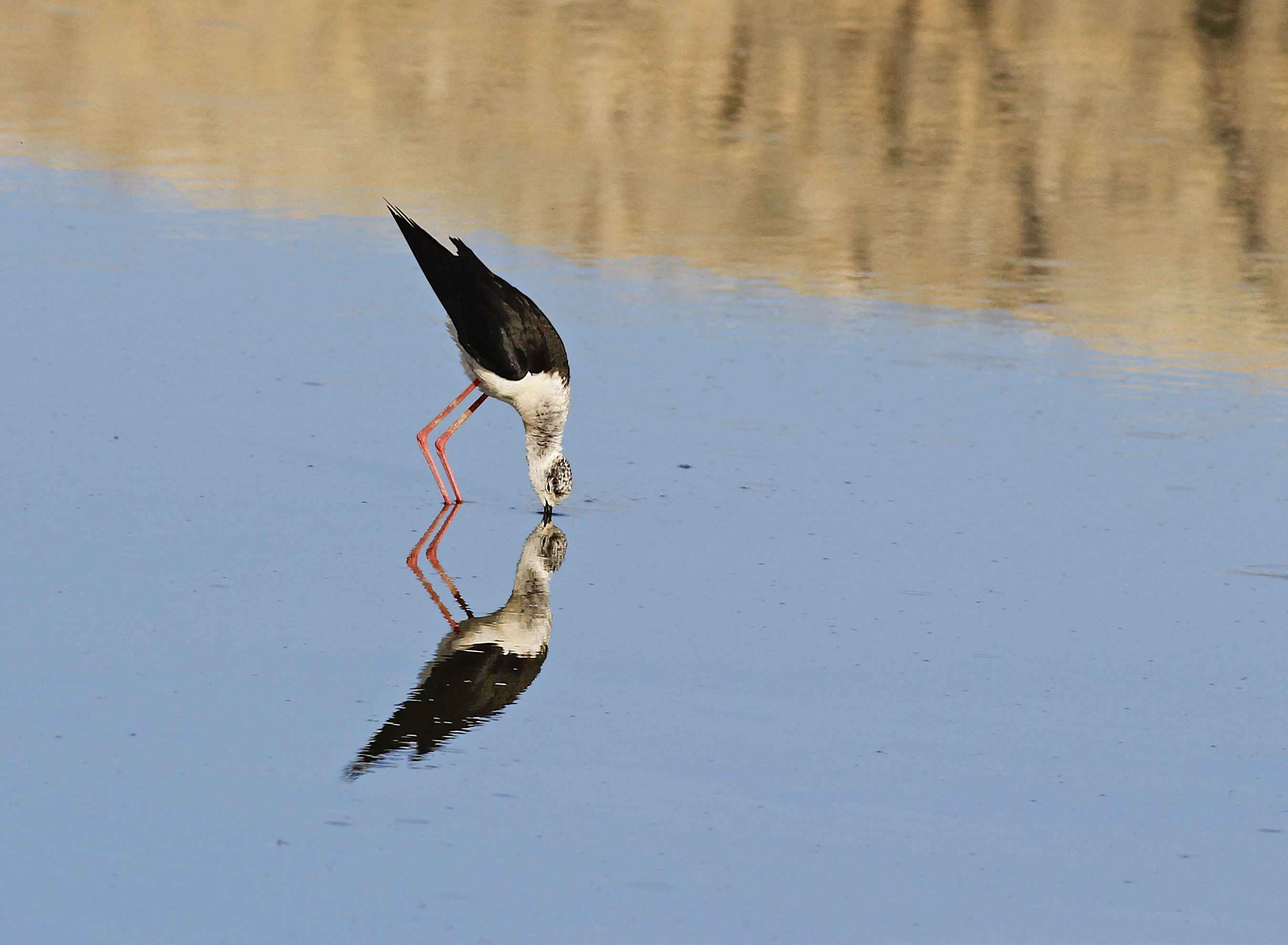 Black-winged Stilt