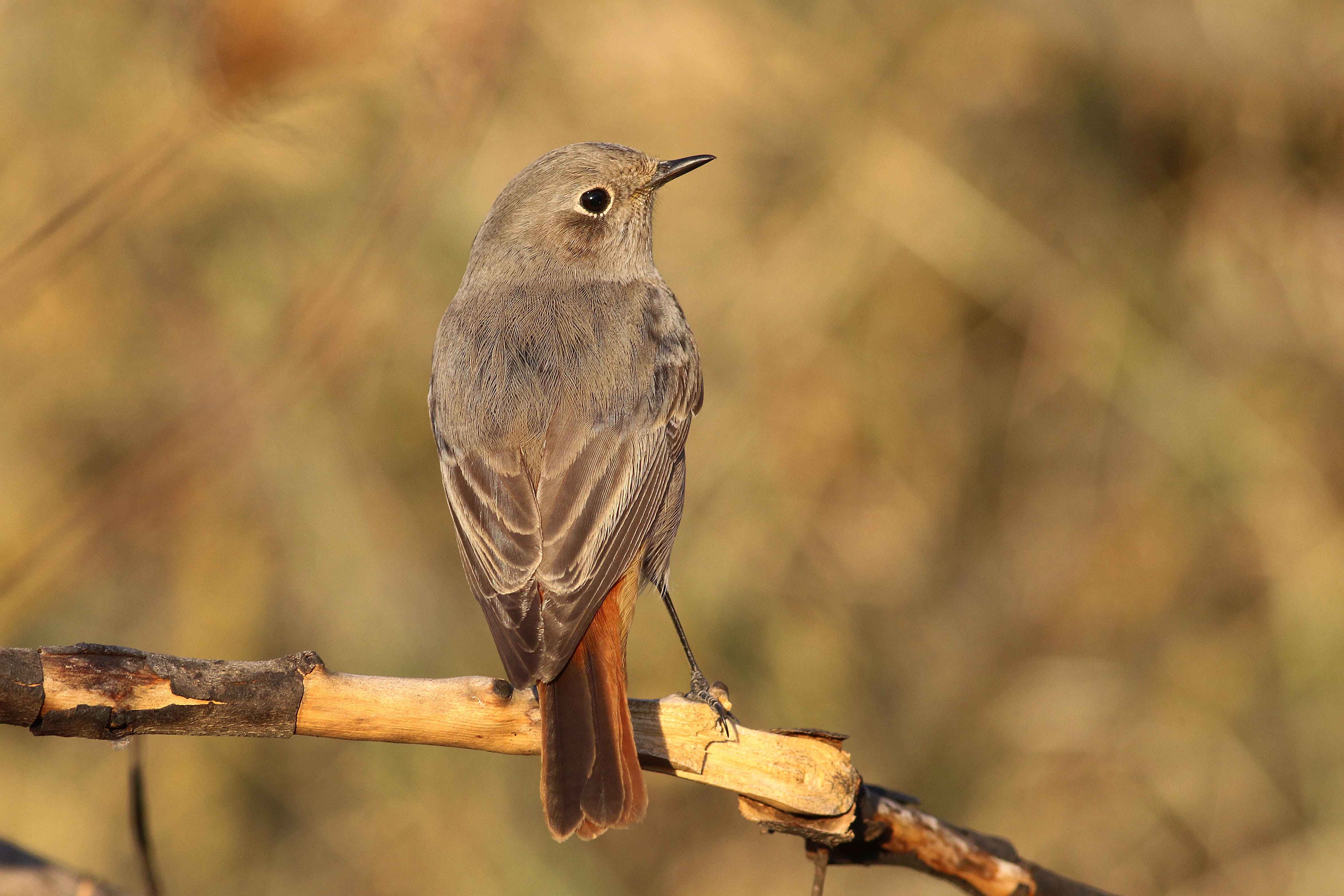 Black Redstart