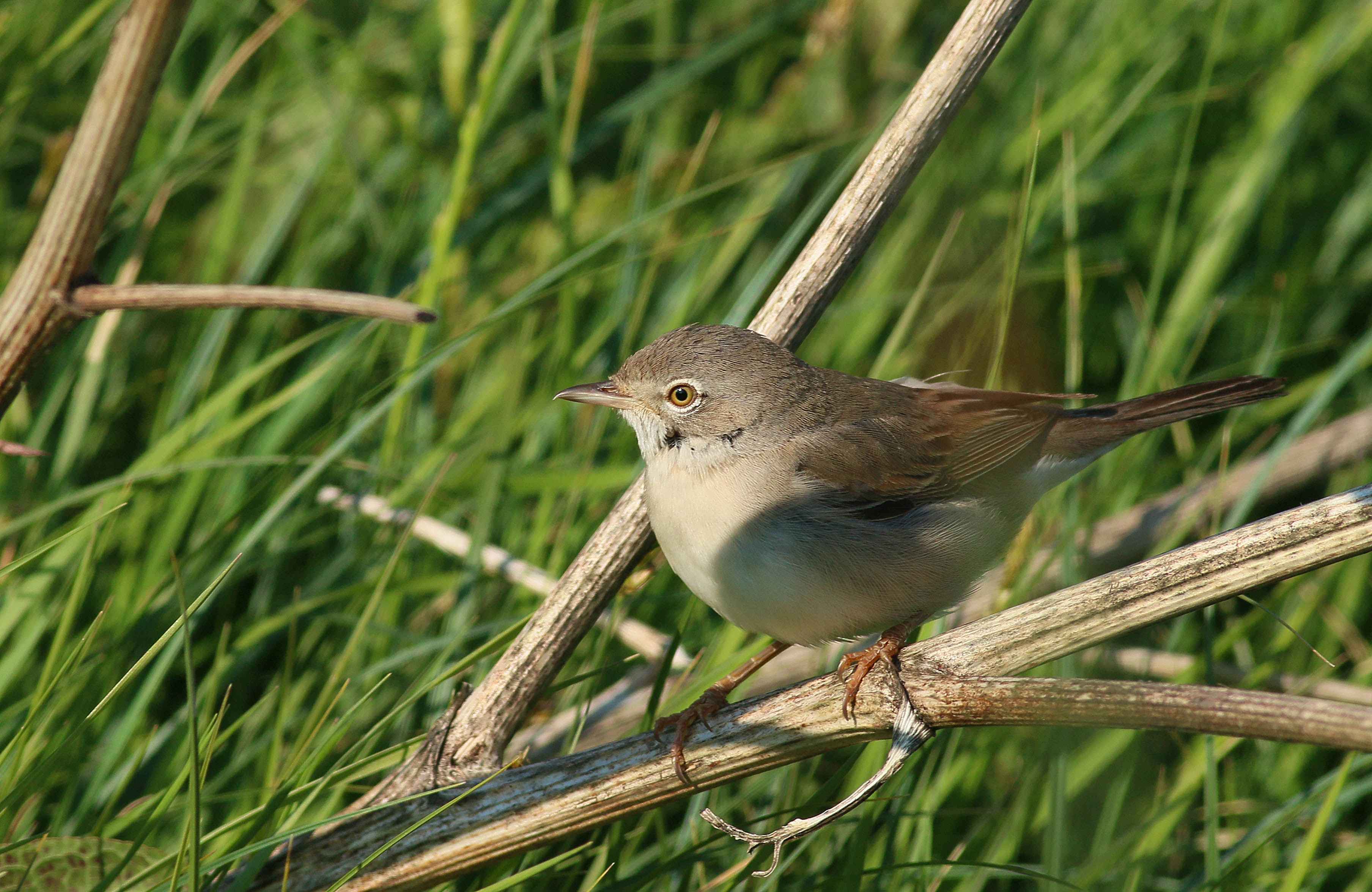 Greater Whitethroat