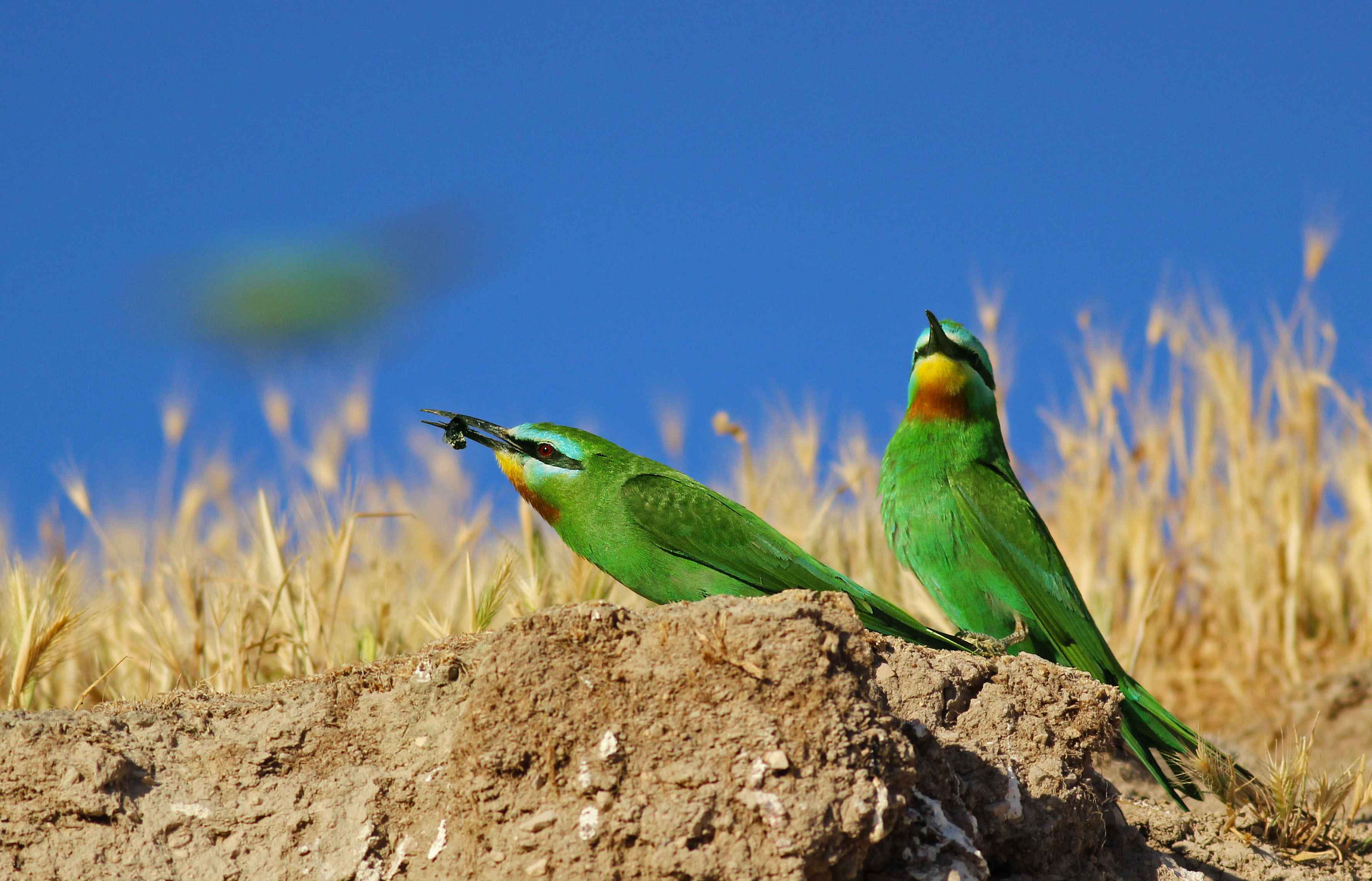 Blue-cheeked Bee-eater
