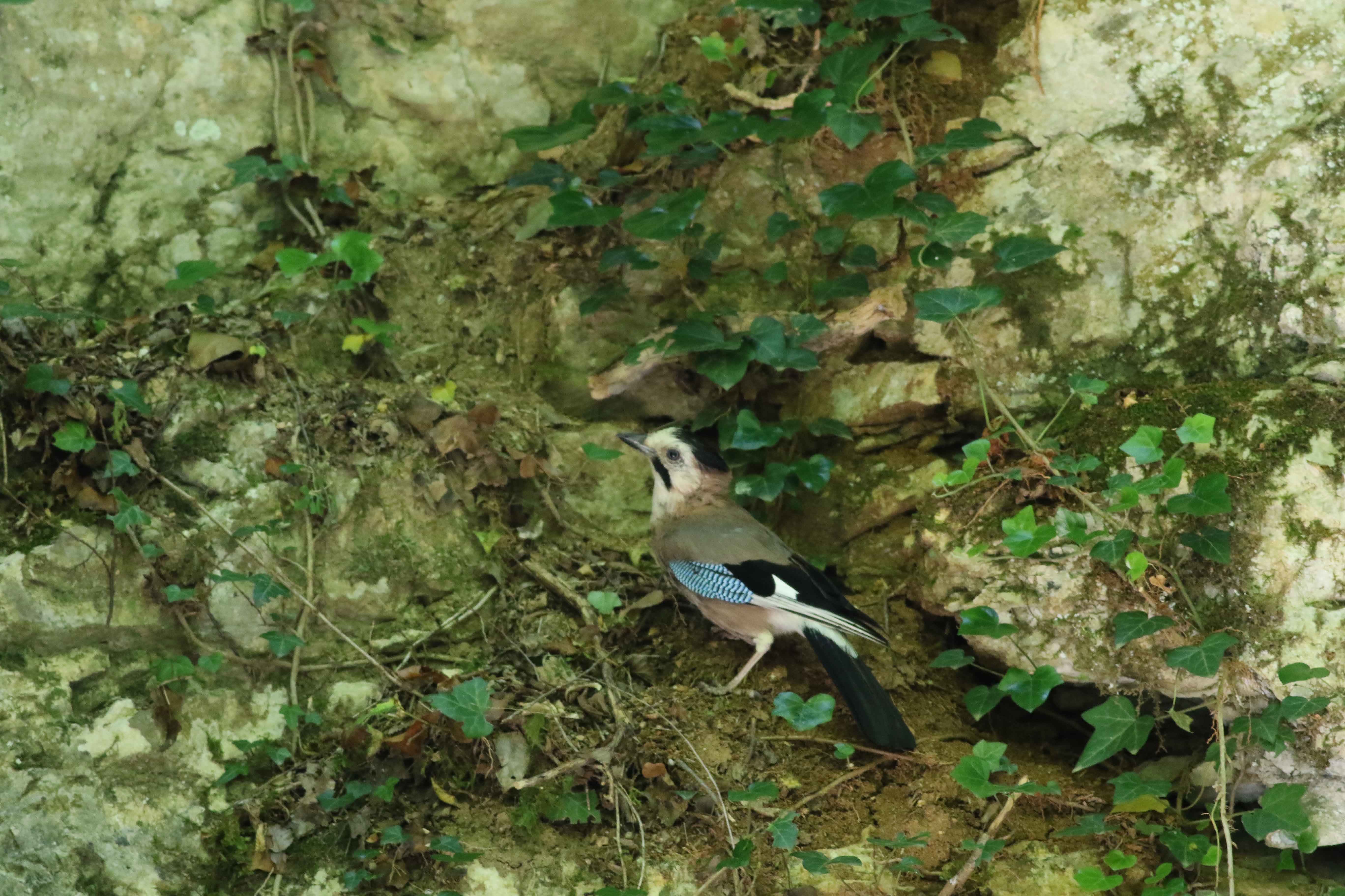 Eurasian Jay