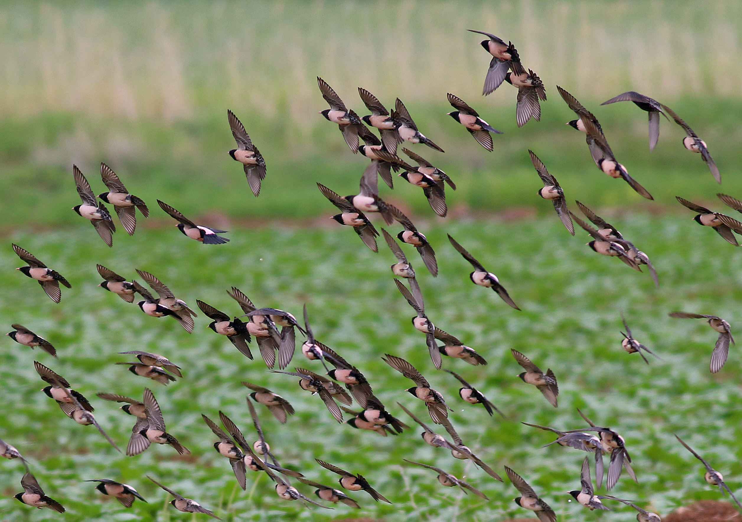 Rosy Starling
