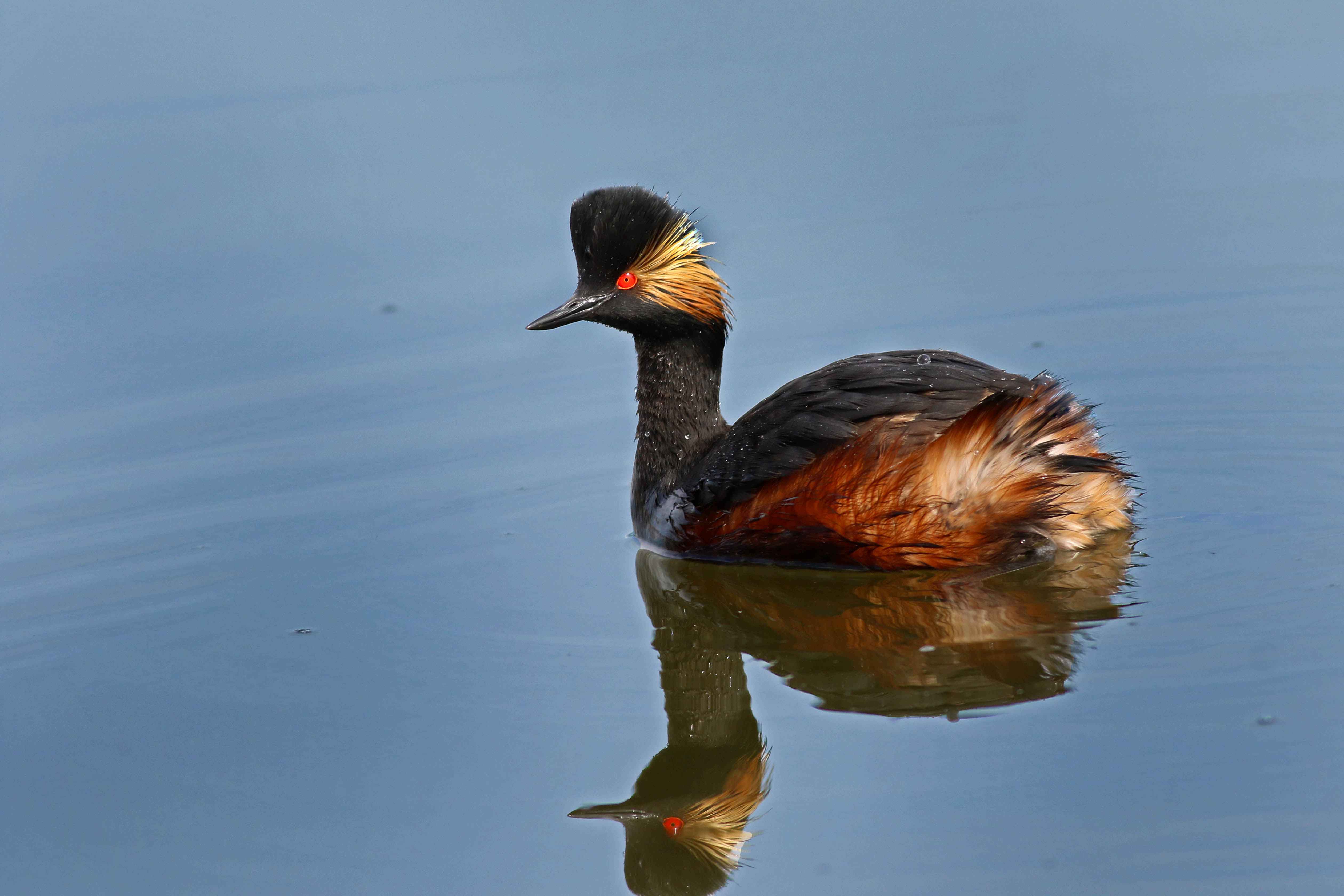Eared Grebe