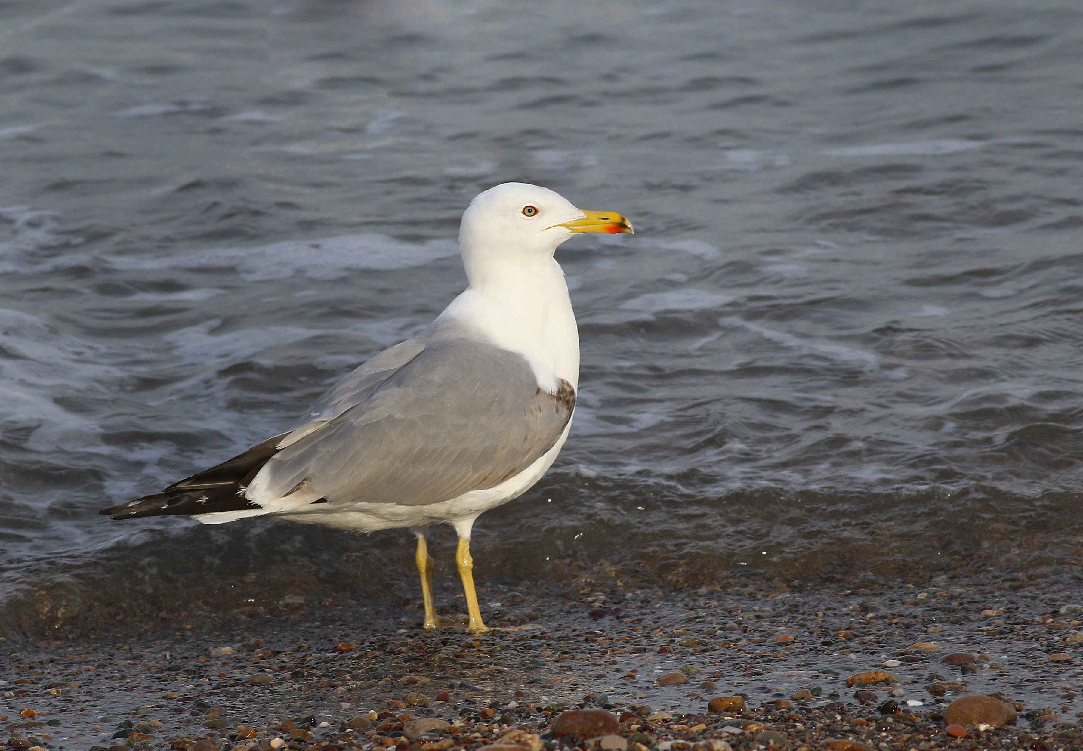 Yellow-legged Gull