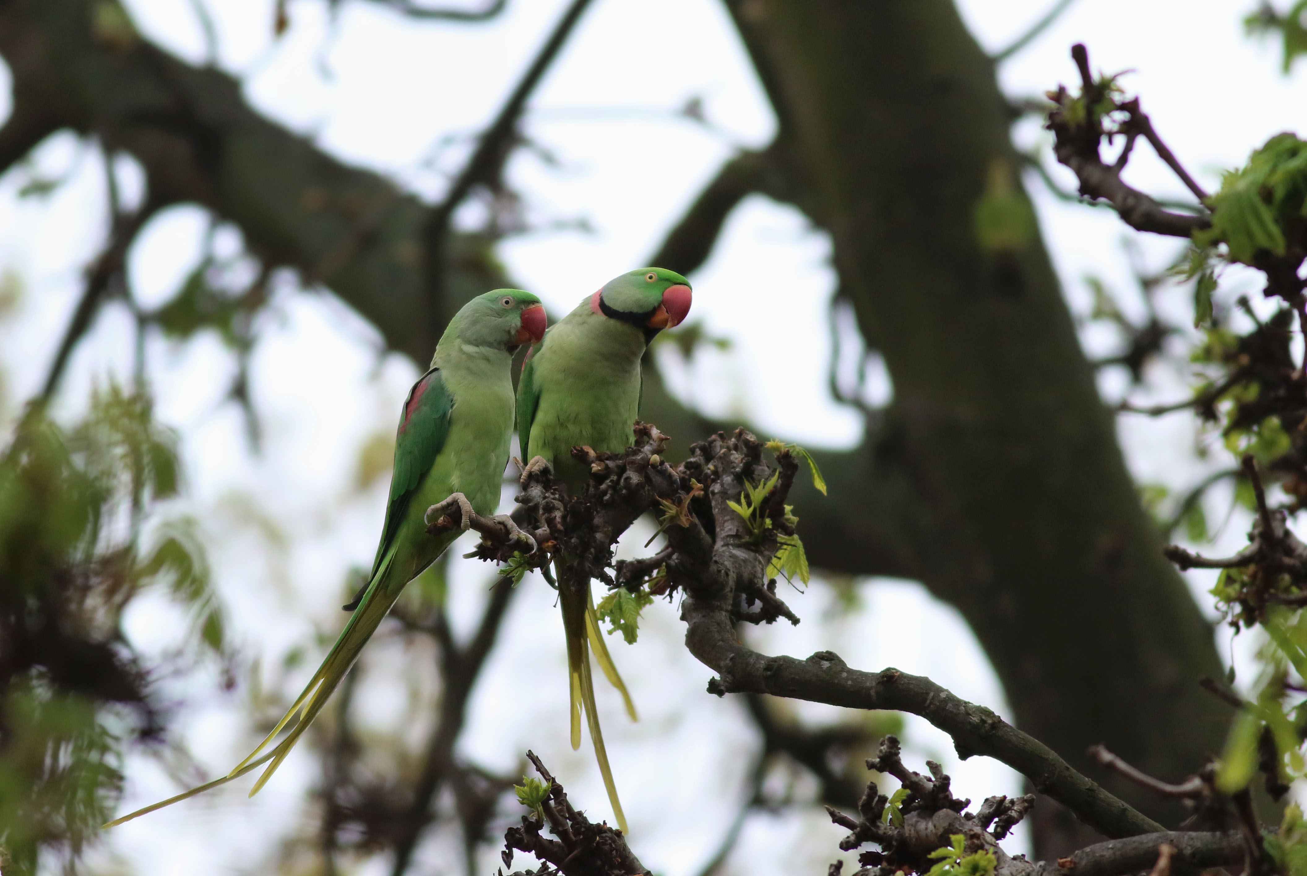 Alexandrine Parakeet