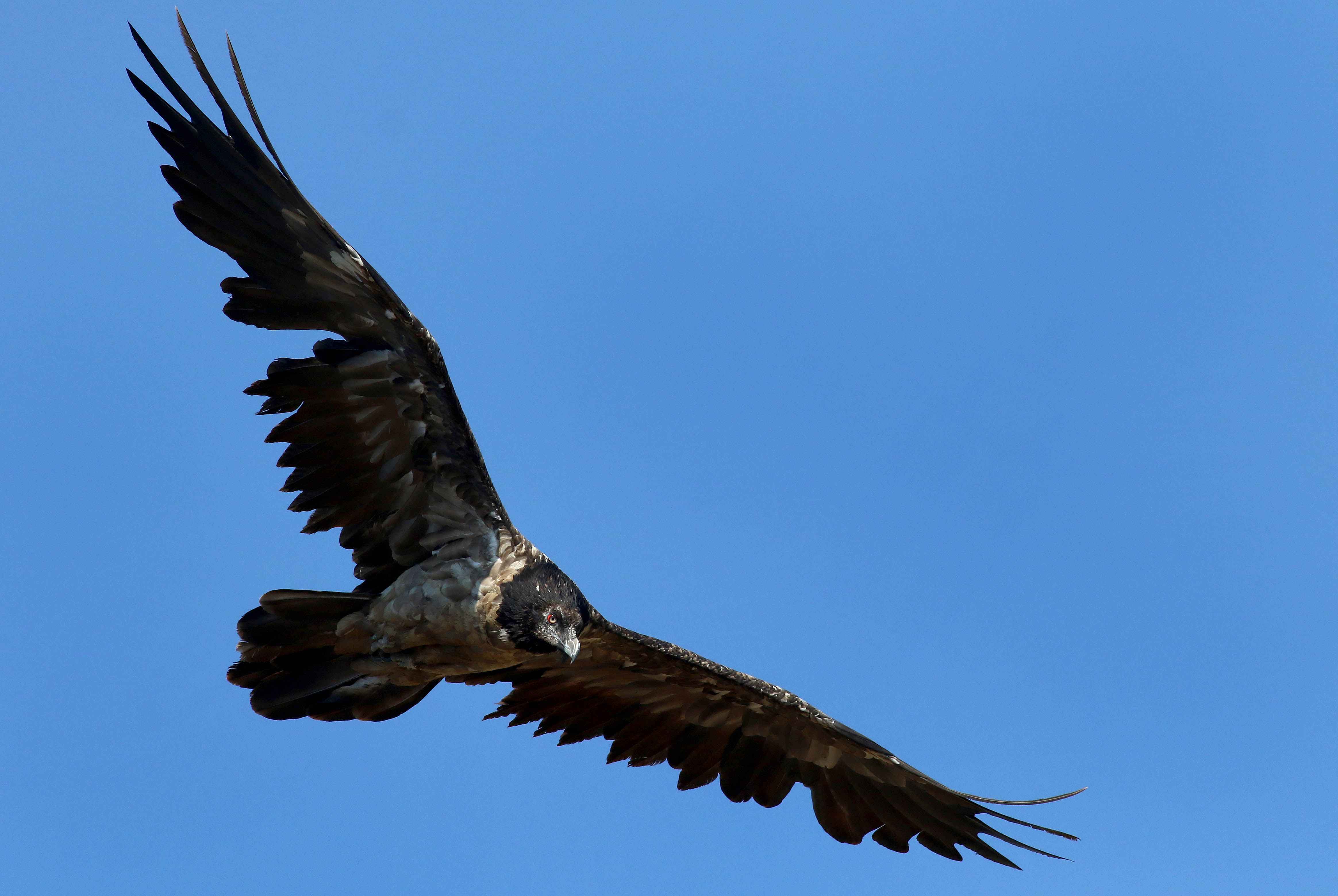 Bearded Vulture