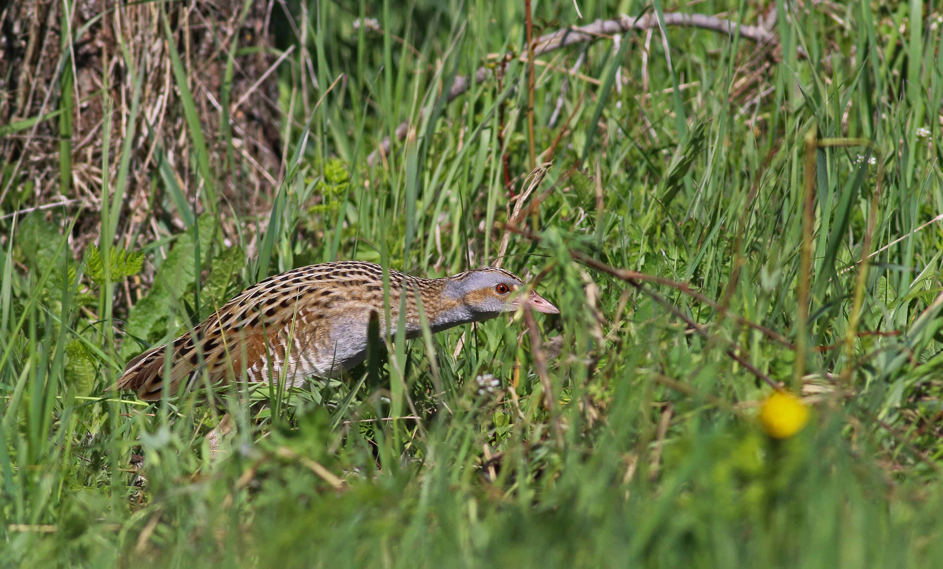 Corn Crake