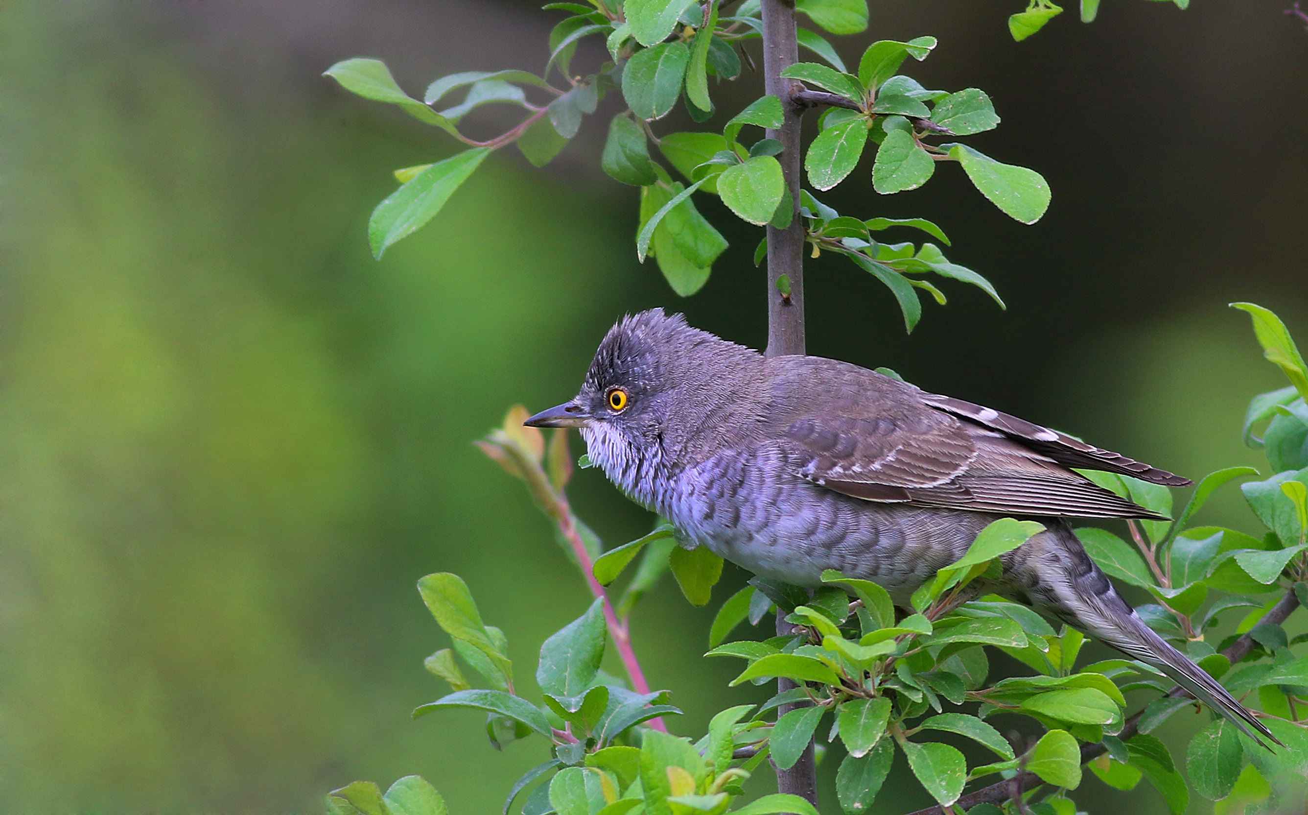 Barred Warbler