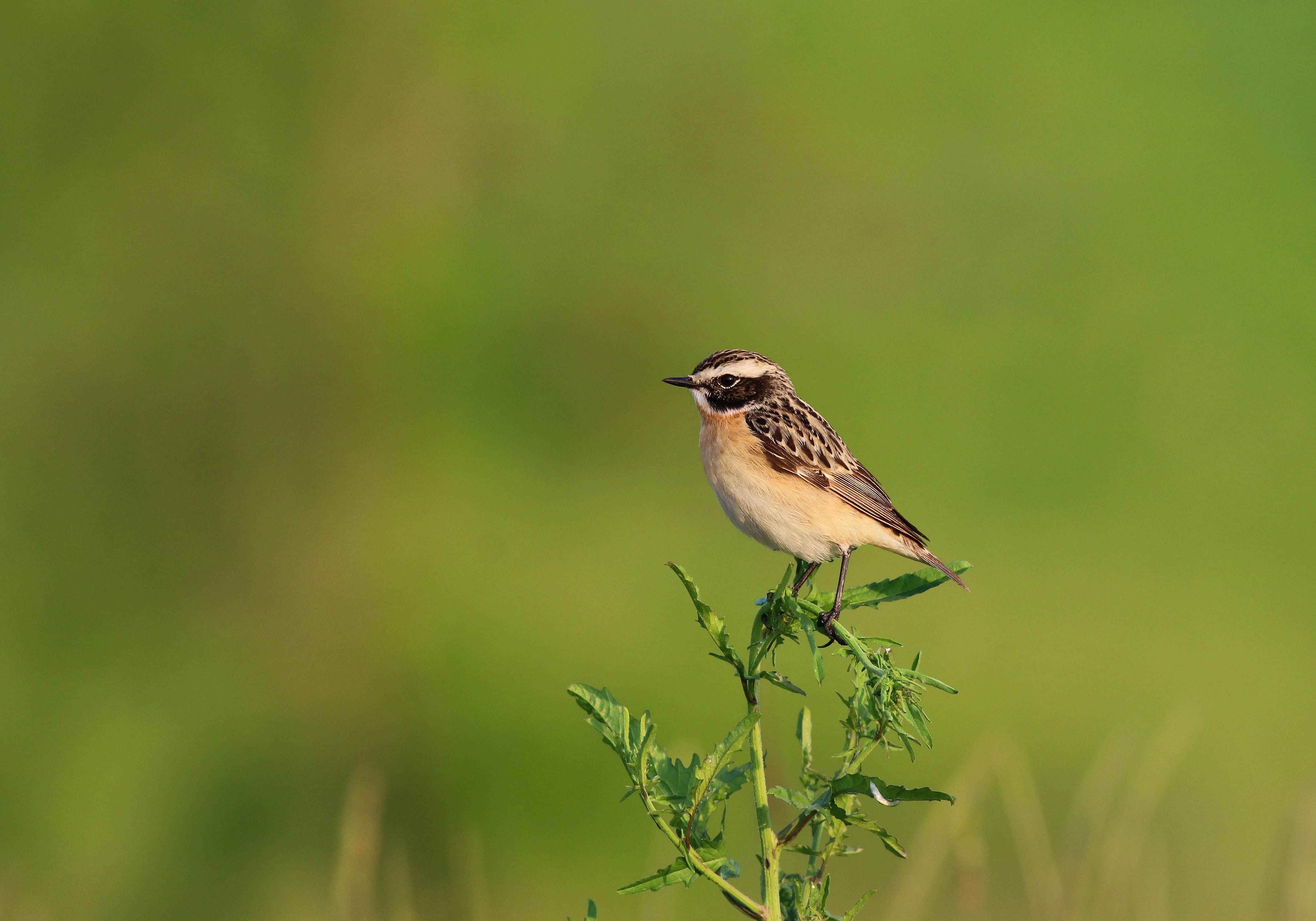 Whinchat