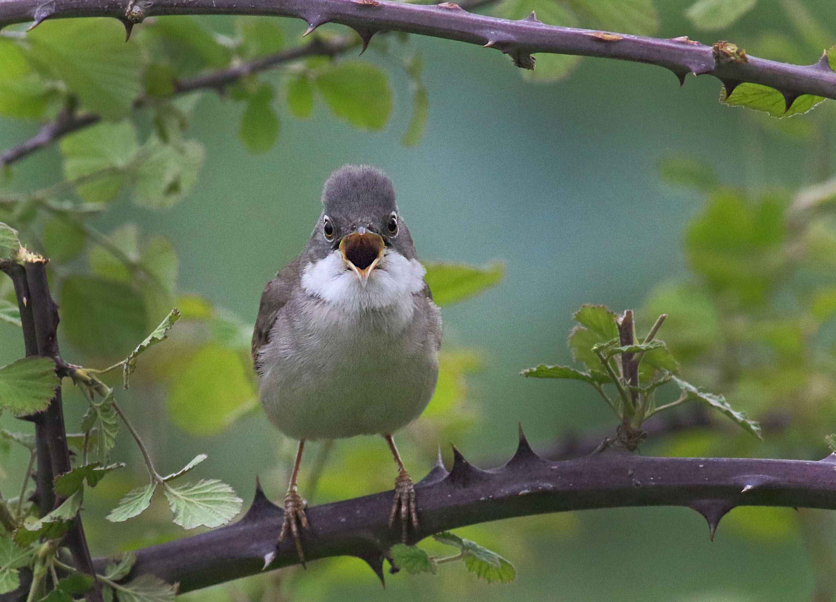 Greater Whitethroat
