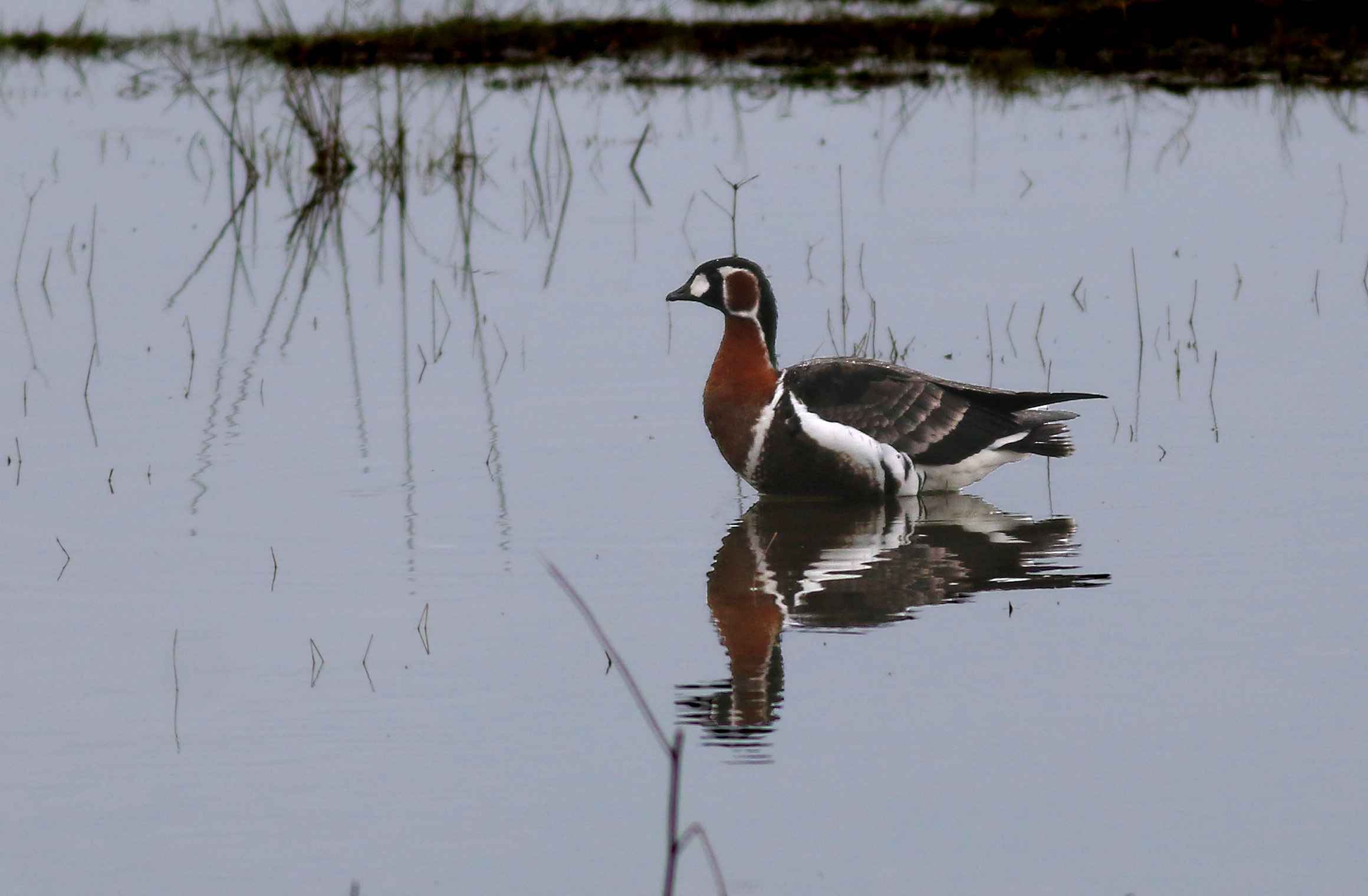 Red-breasted Goose
