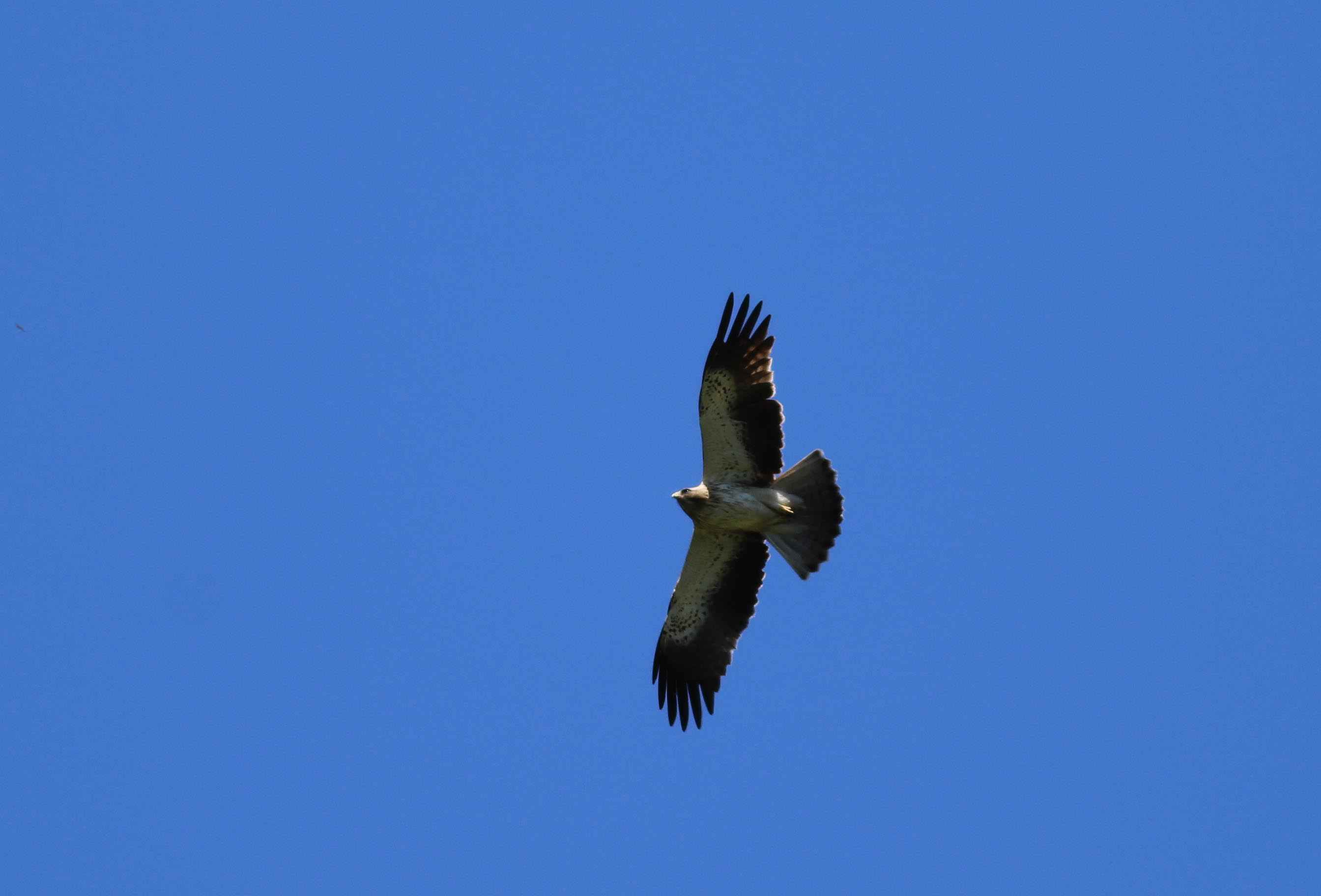 Booted Eagle