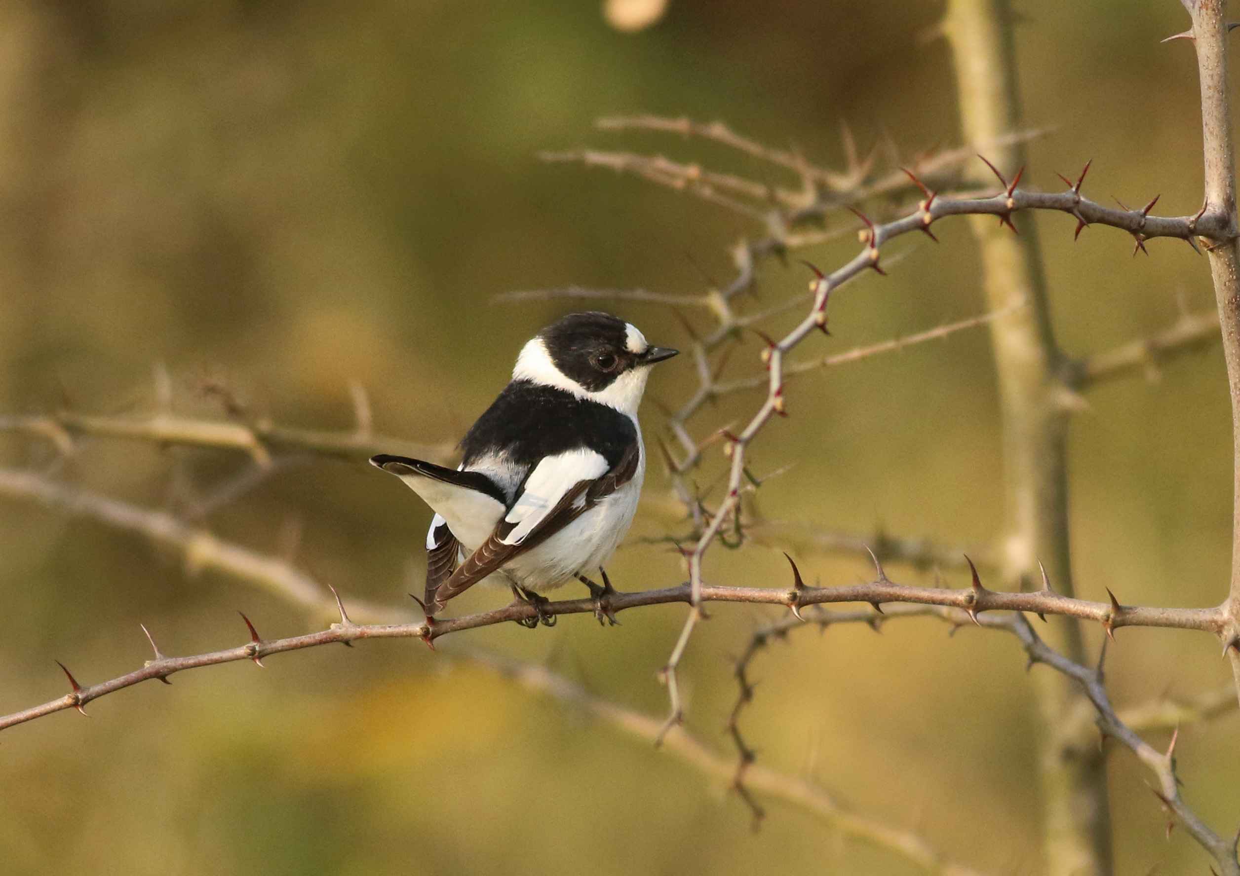 Collared Flycatcher