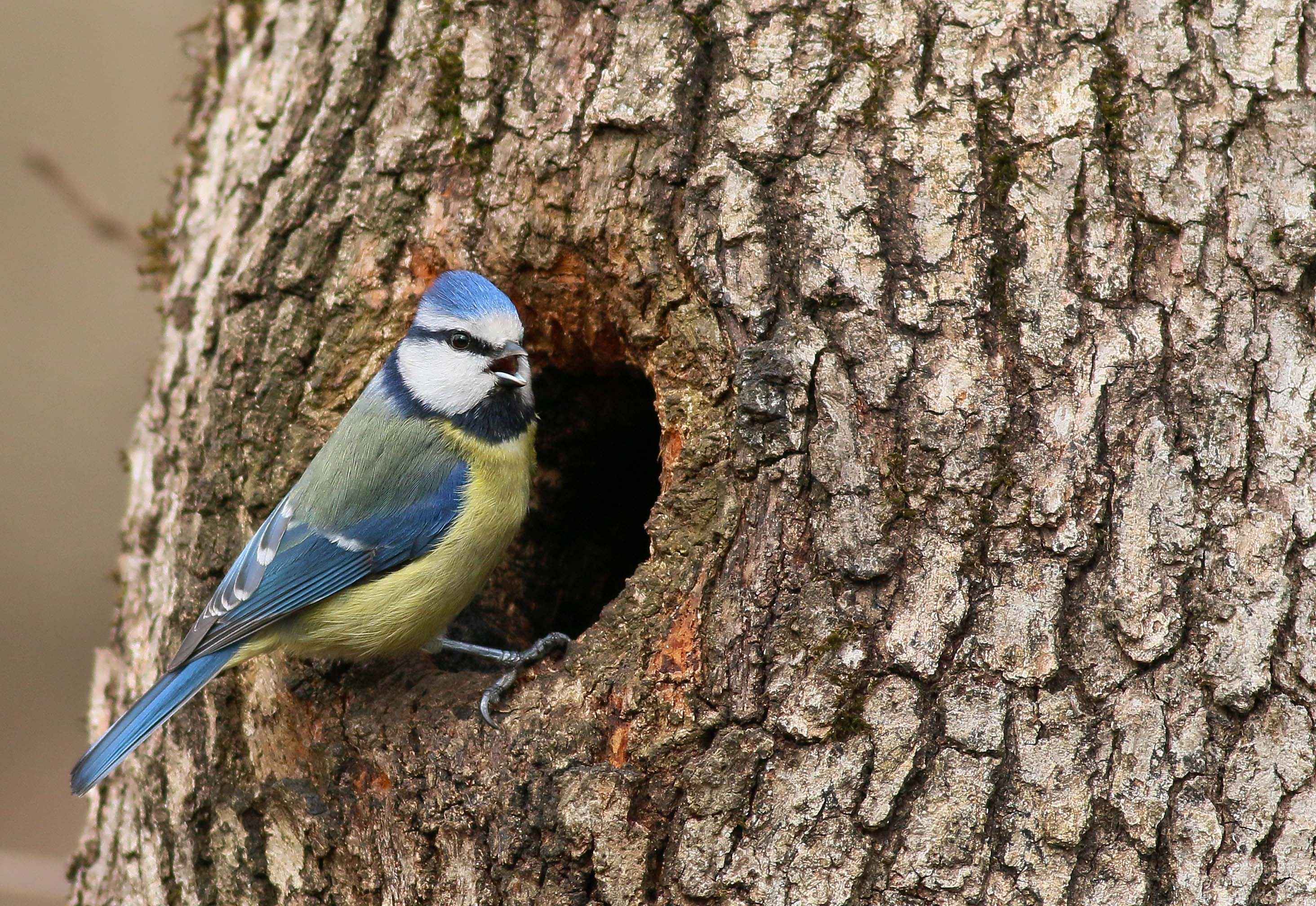 Eurasian Blue Tit