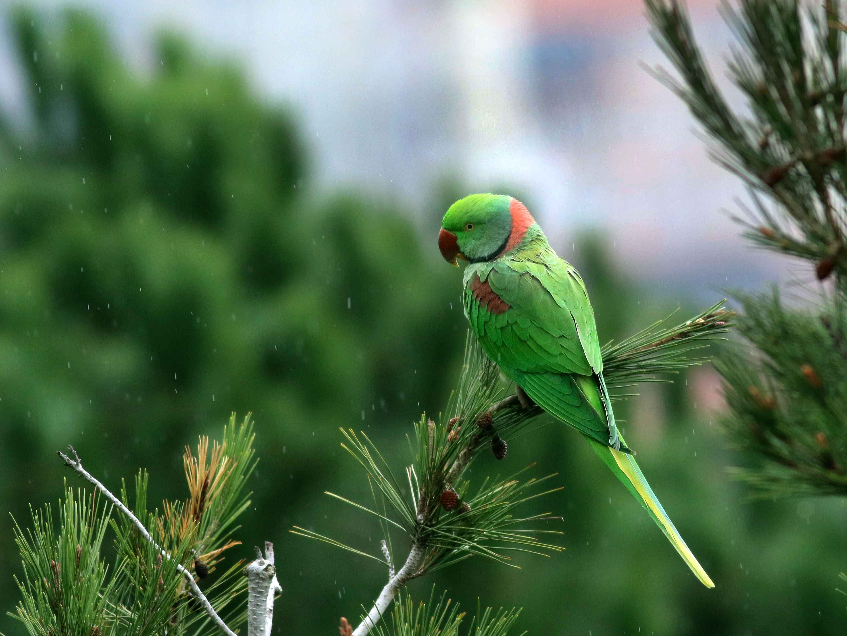 Alexandrine Parakeet
