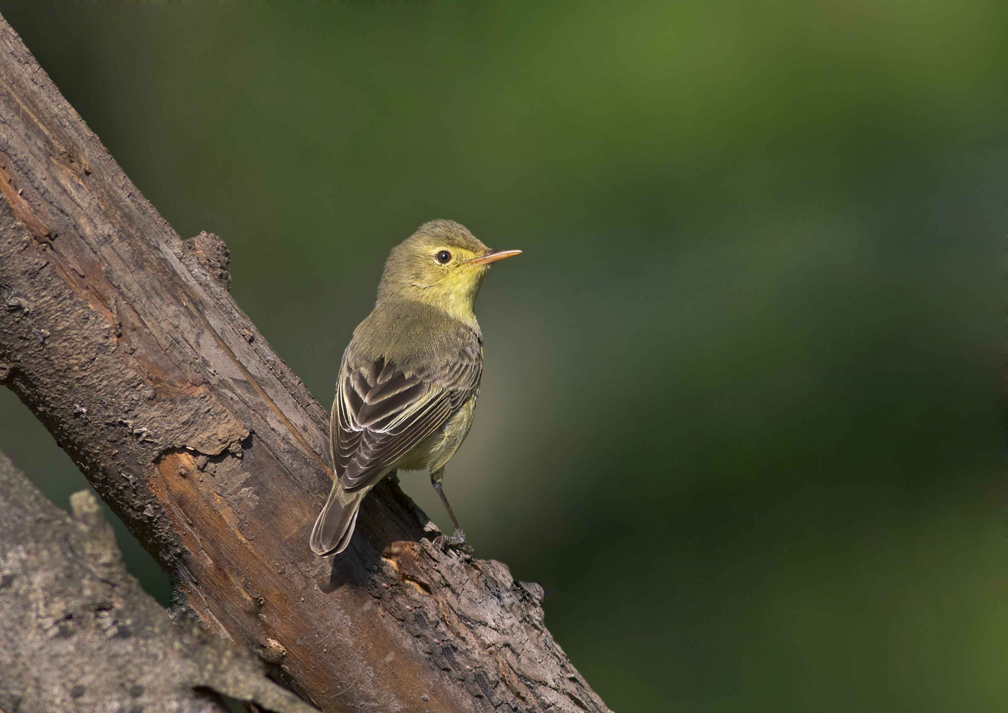 Icterine Warbler