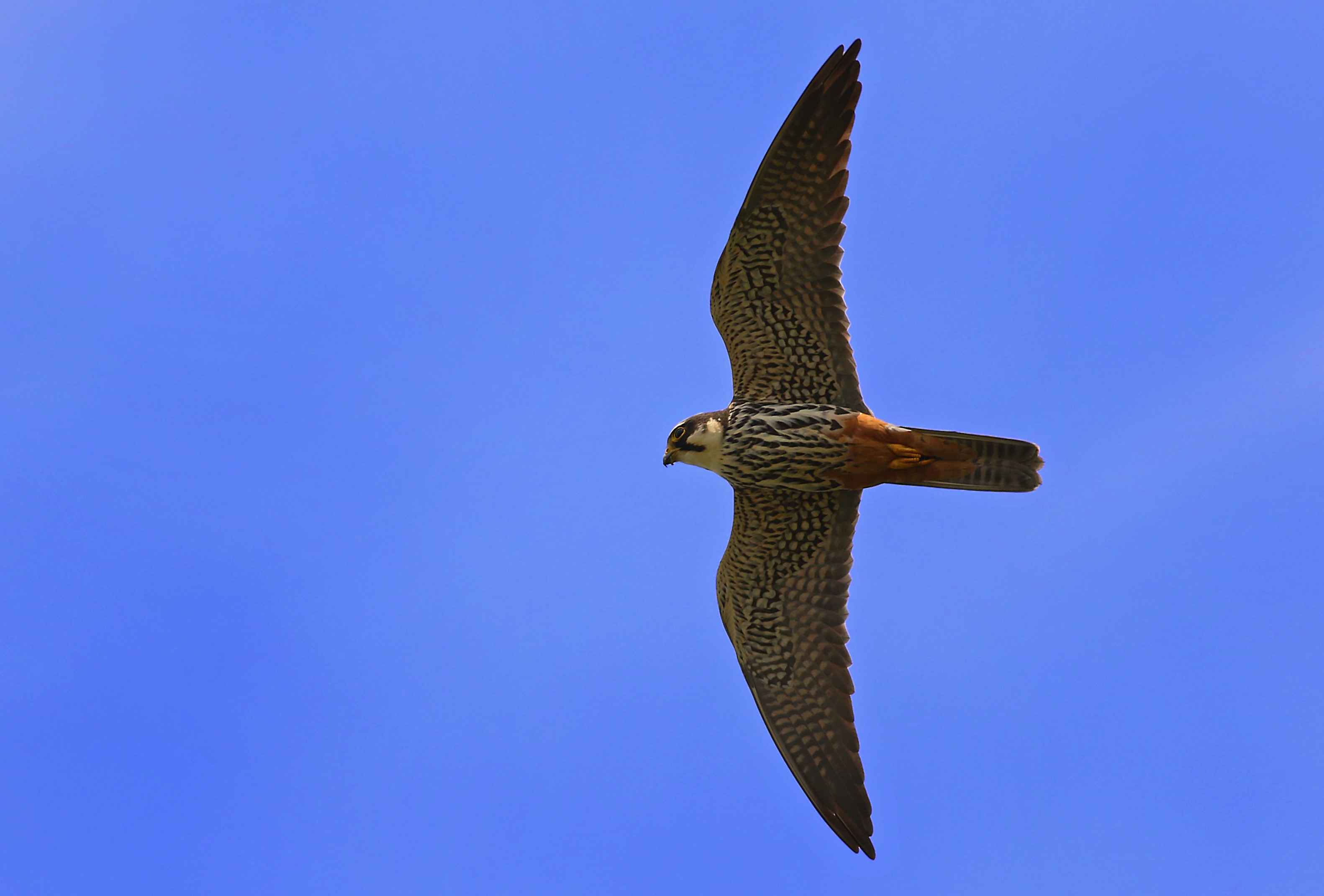 Eurasian Hobby