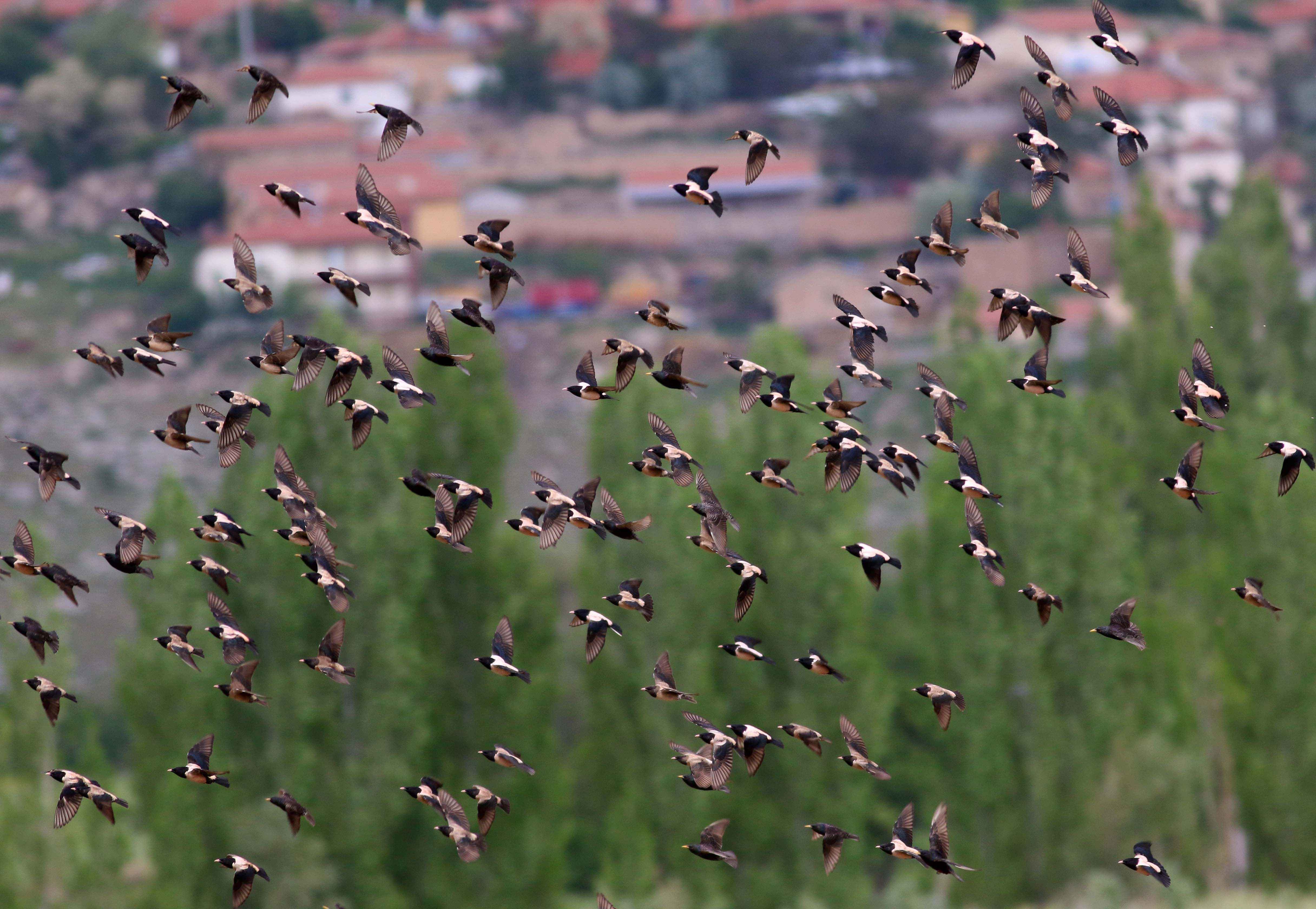 Rosy Starling