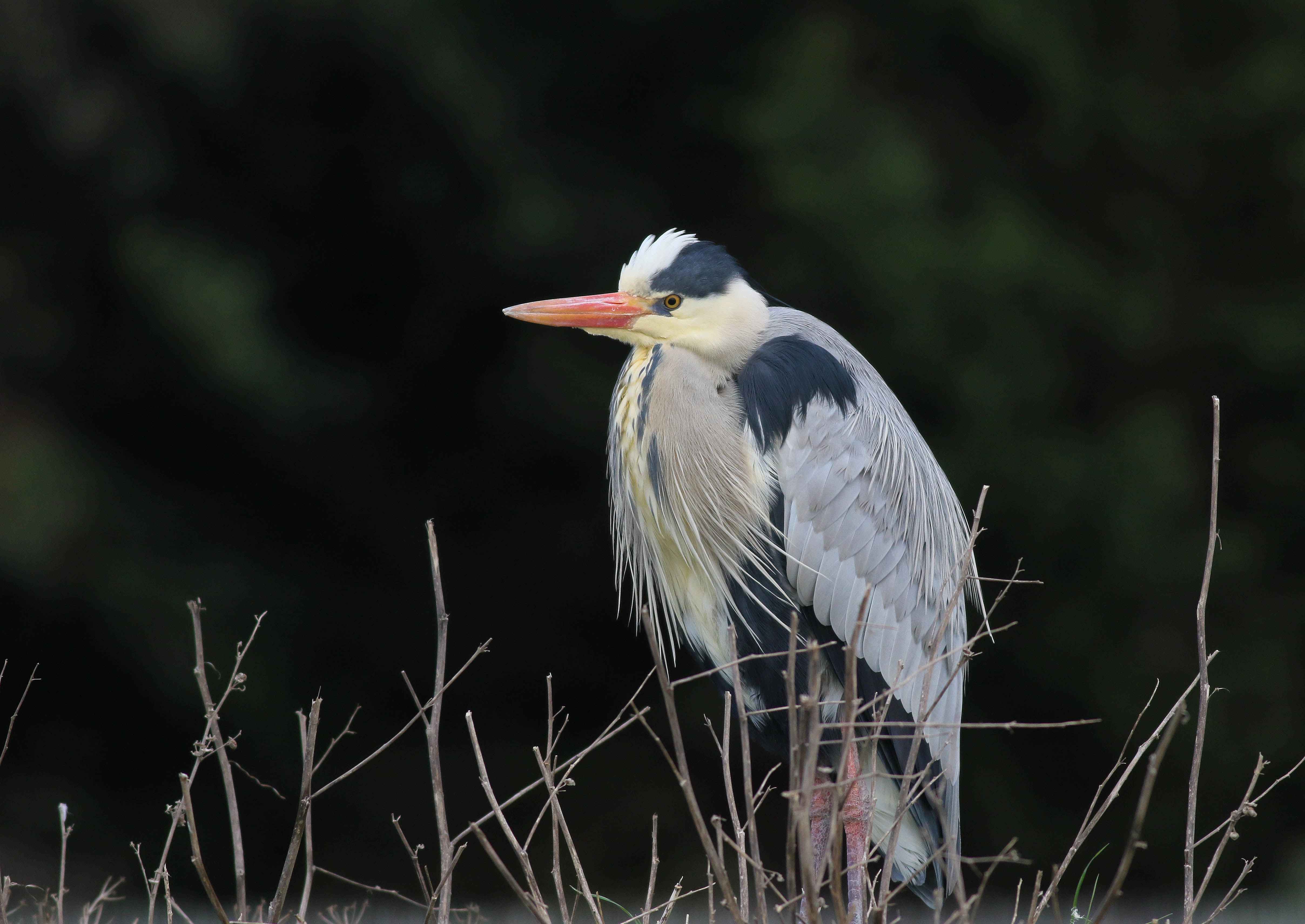 Gray Heron