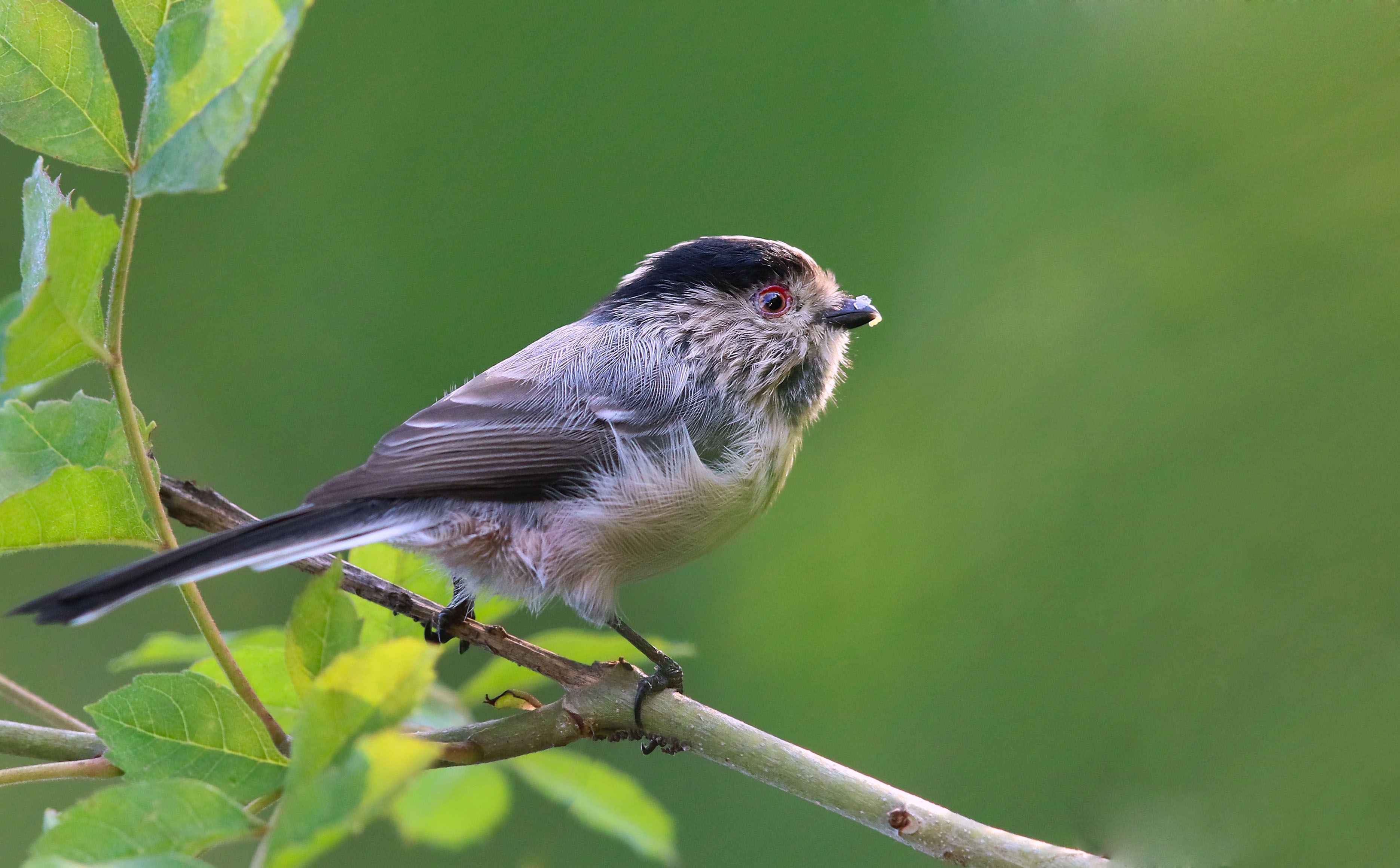 Long-tailed Tit