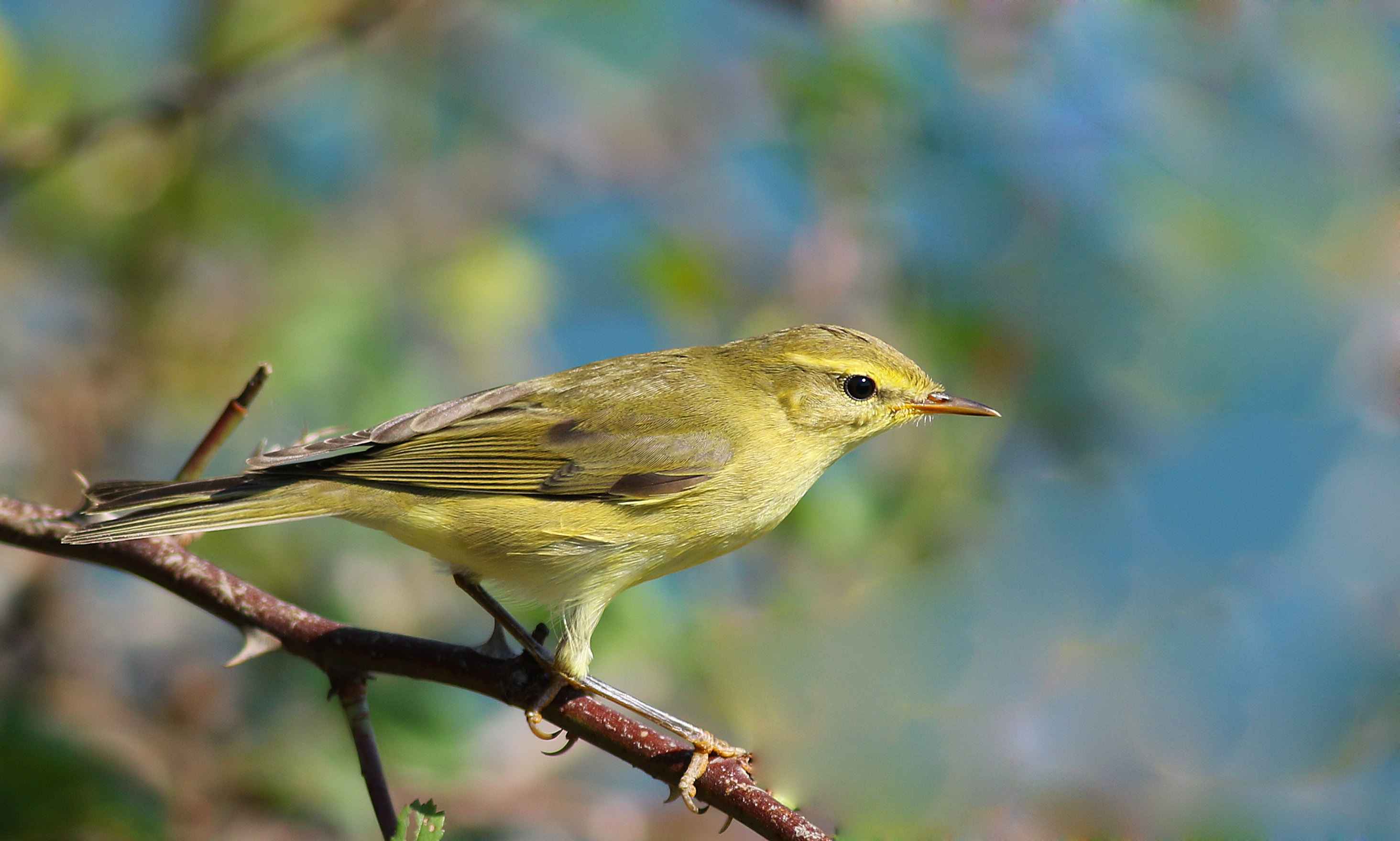 Willow Warbler