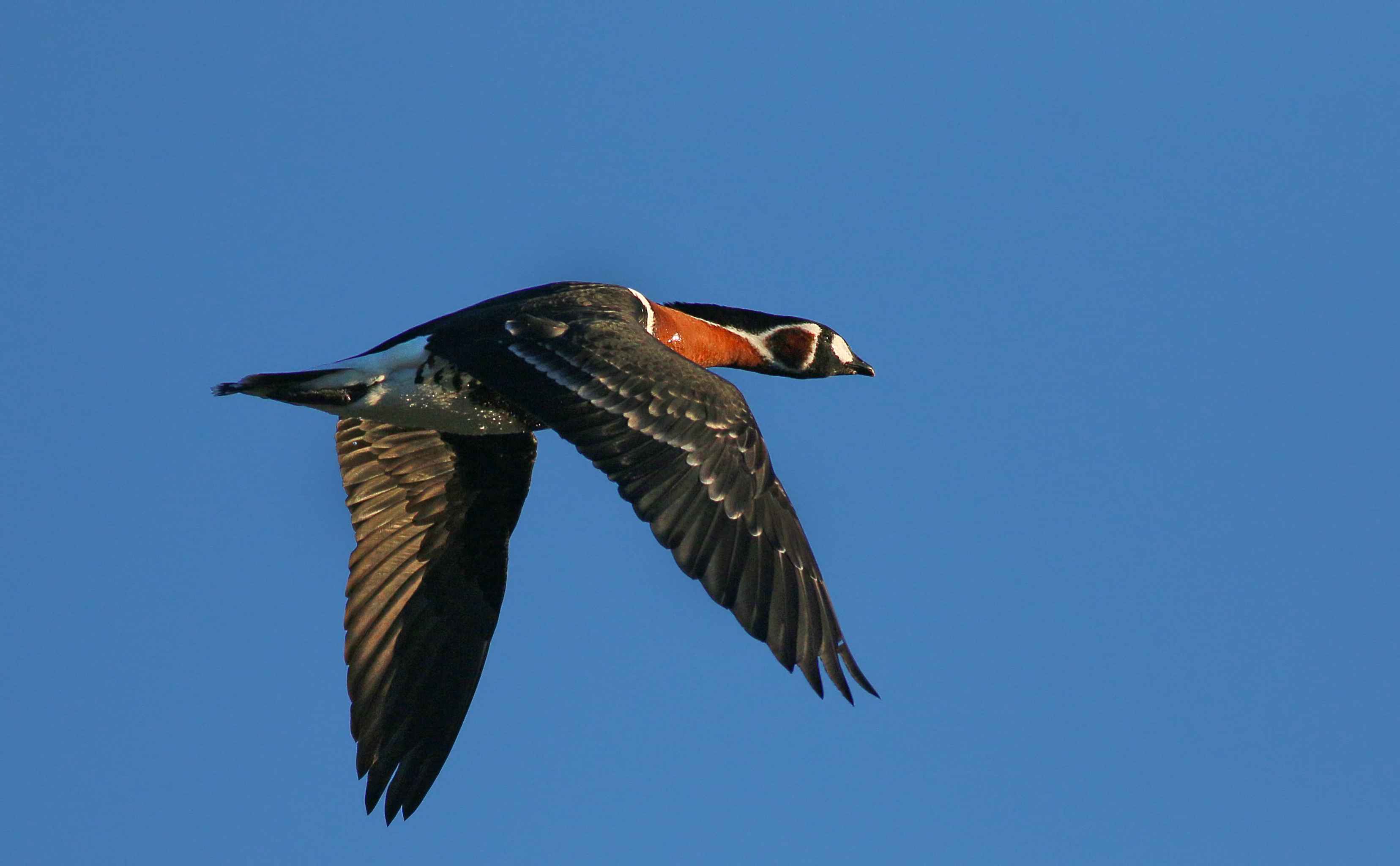 Red-breasted Goose