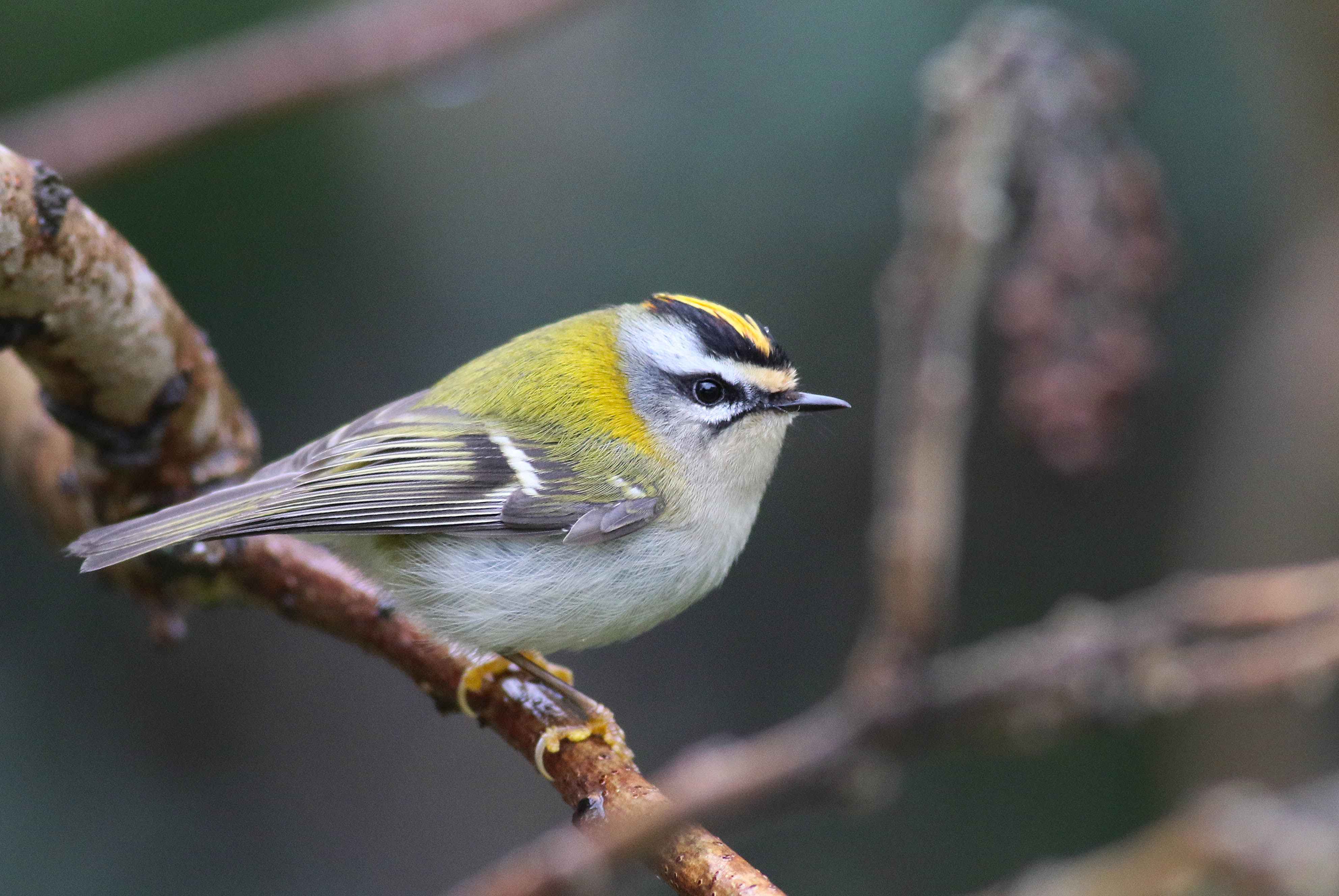 Common Firecrest