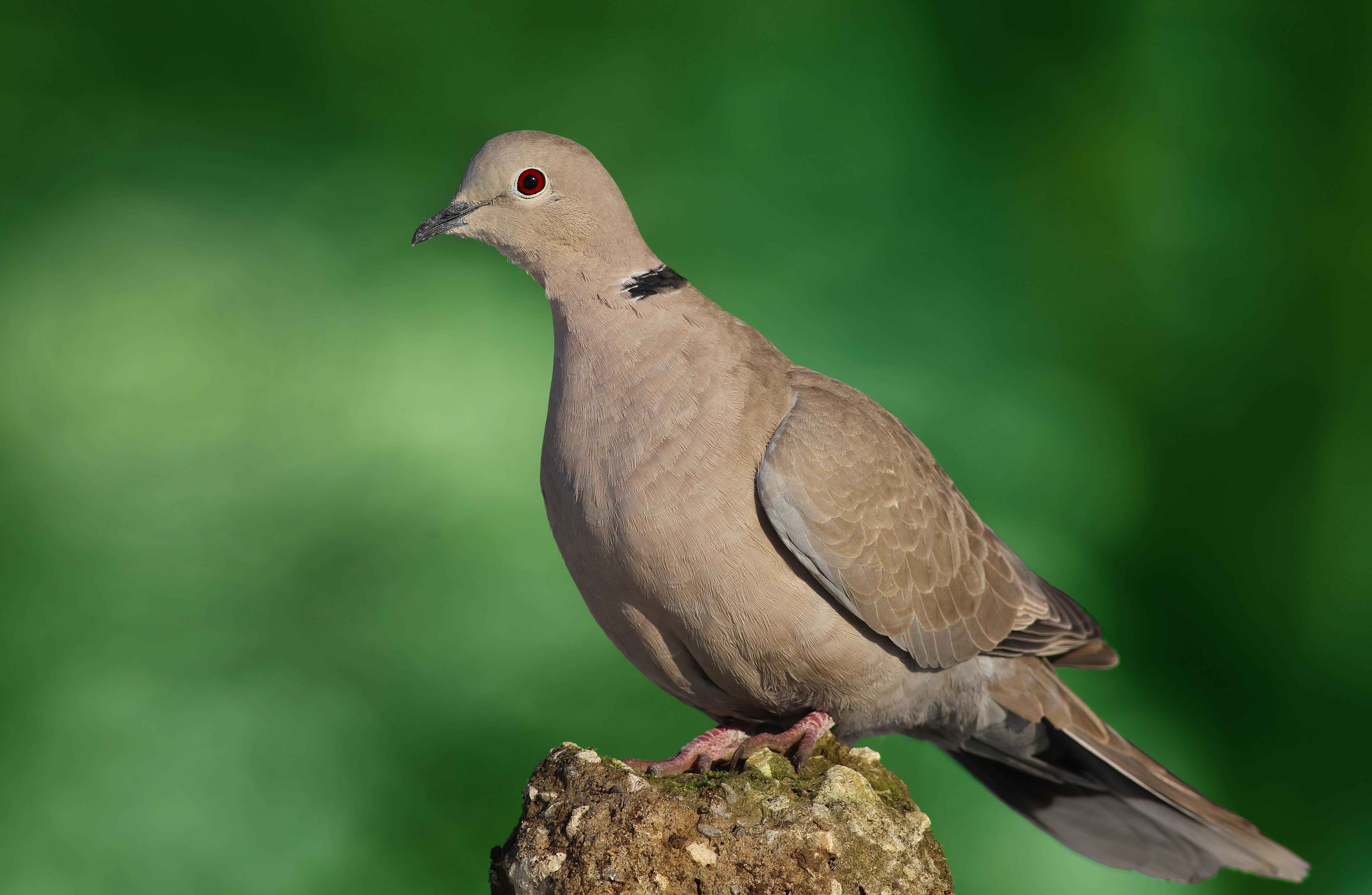 Eurasian Collared-Dove