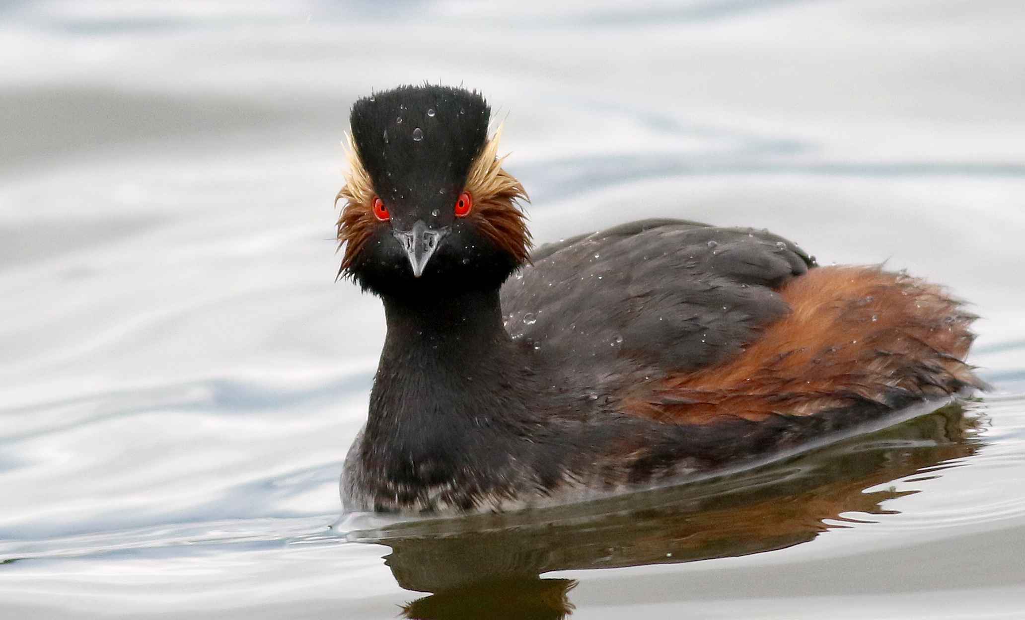 Eared Grebe