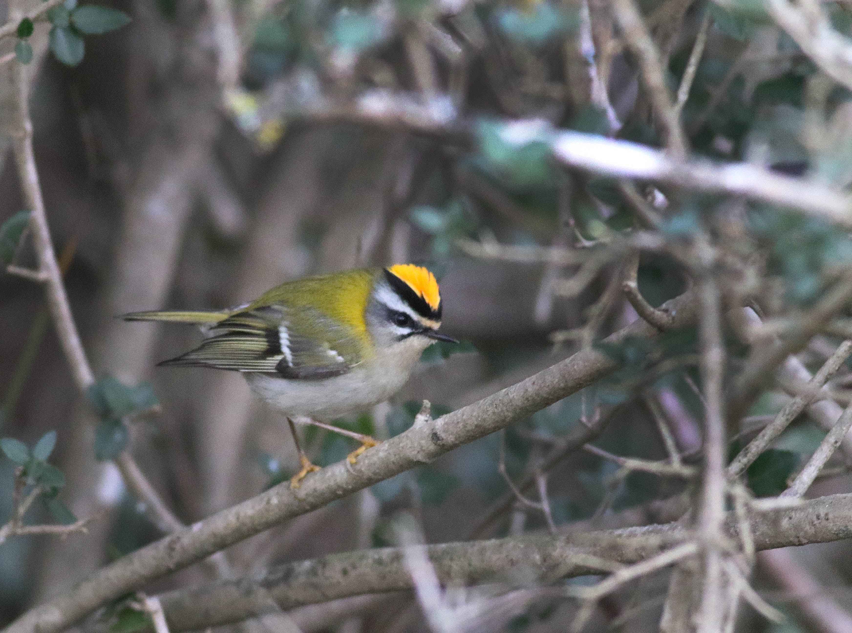 Common Firecrest