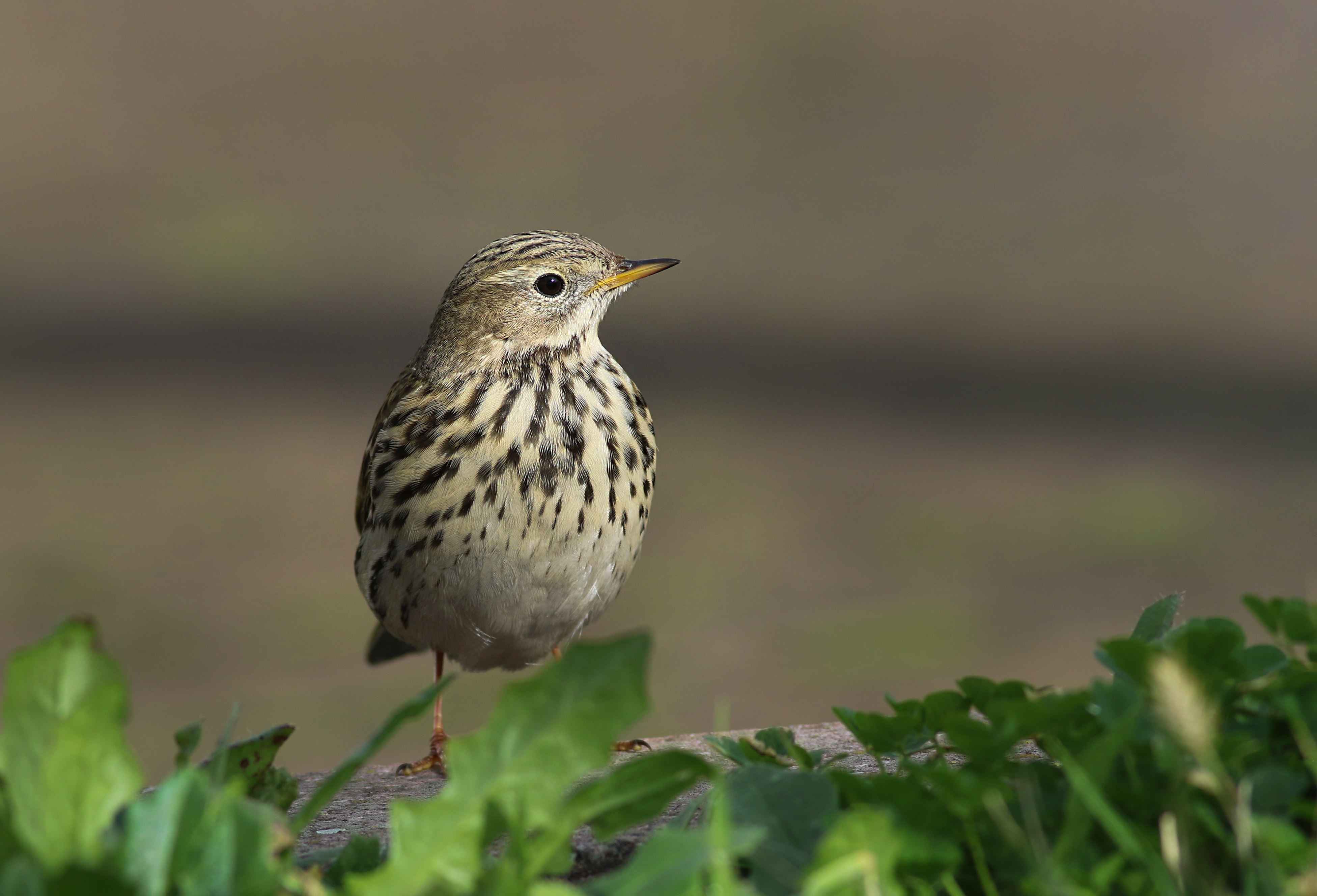 Meadow Pipit