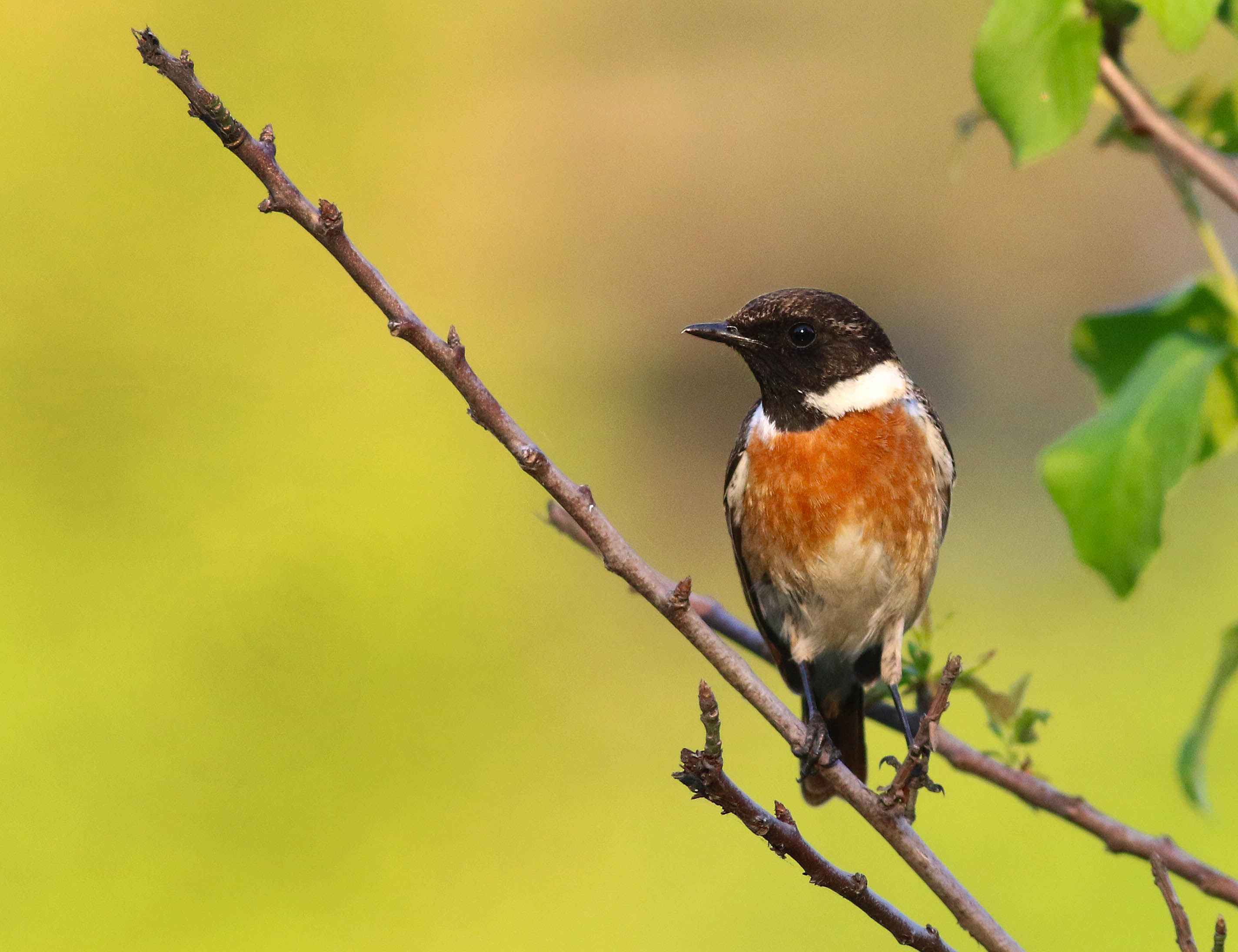 European Stonechat