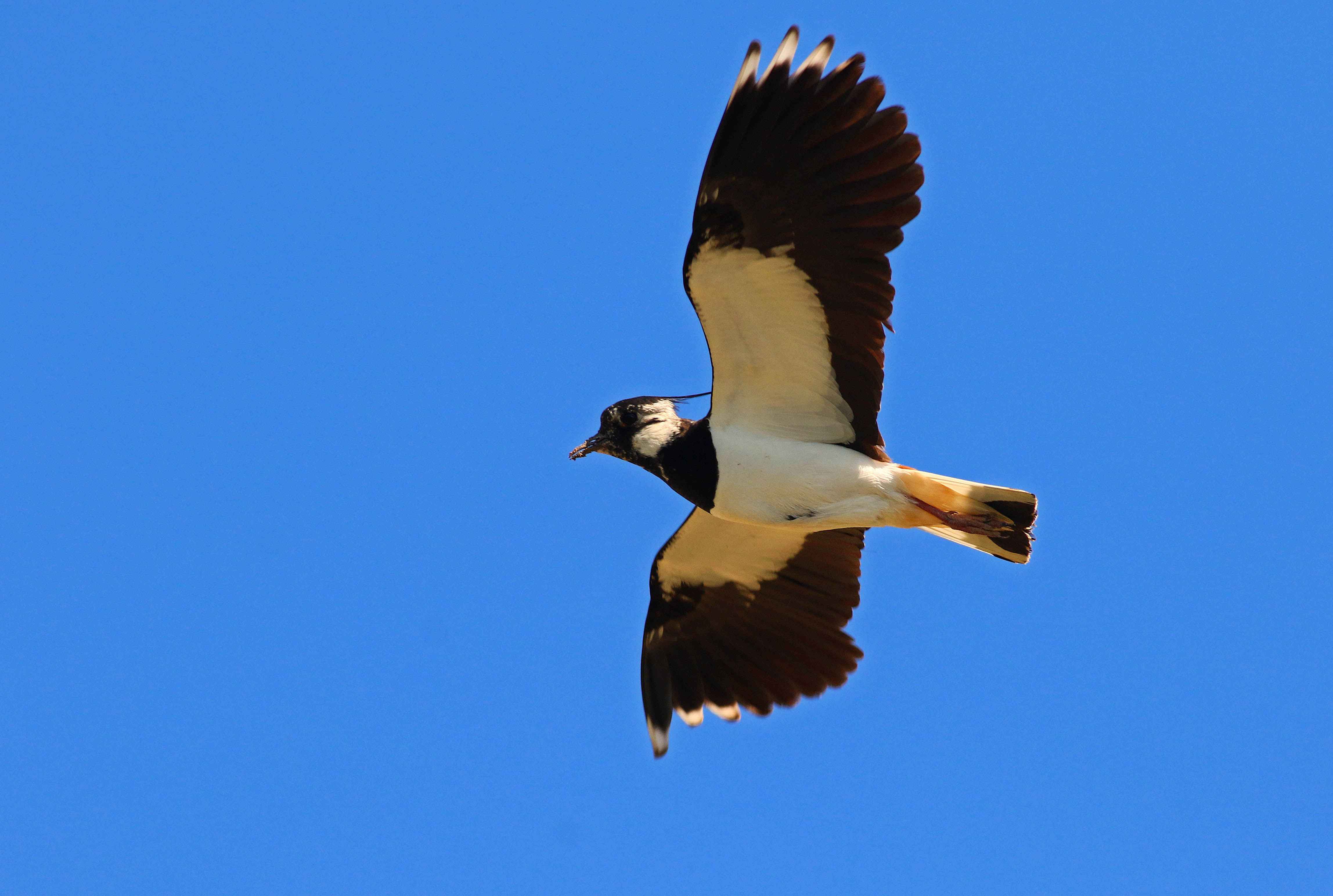 Northern Lapwing
