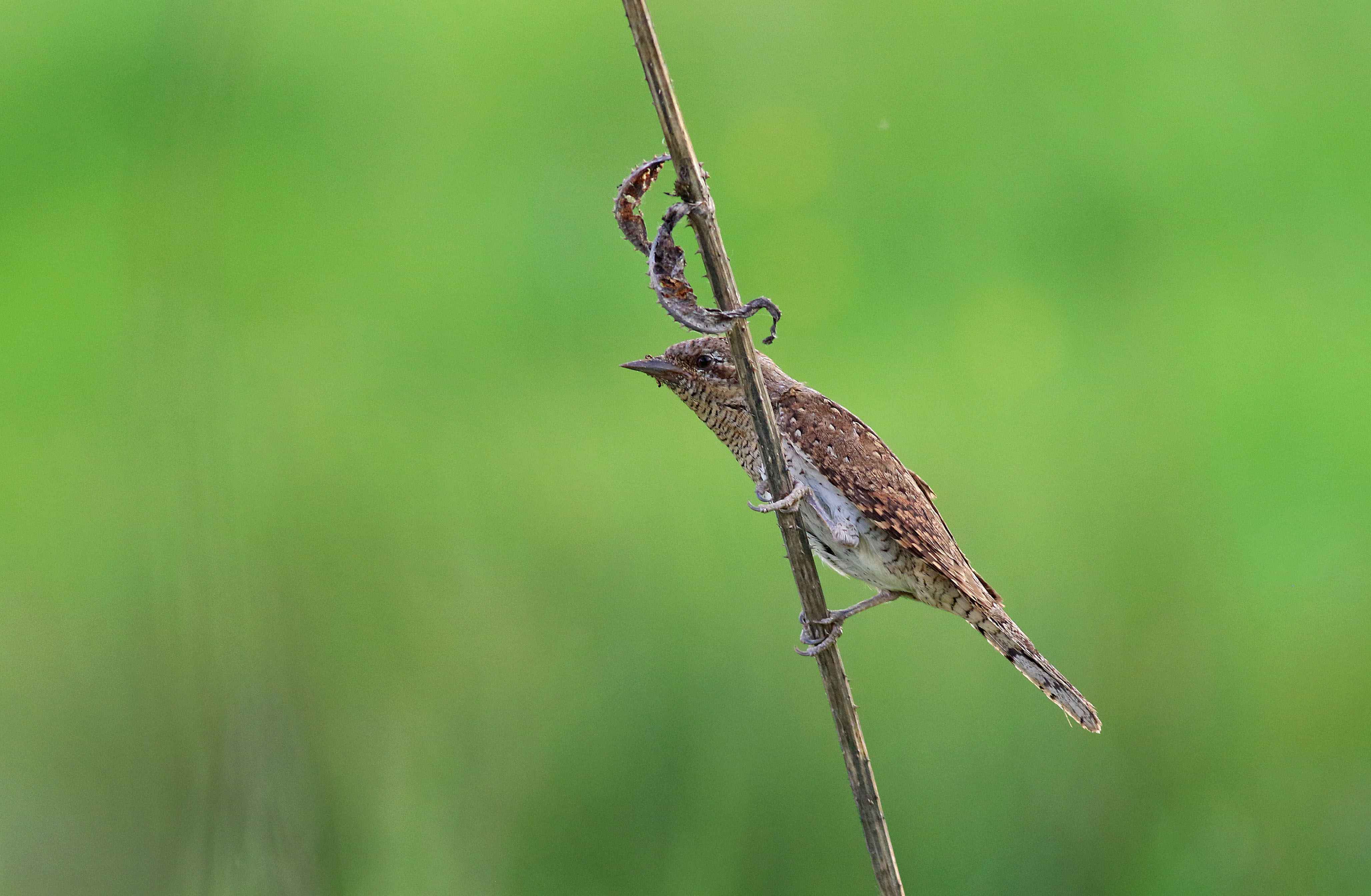 Eurasian Wryneck